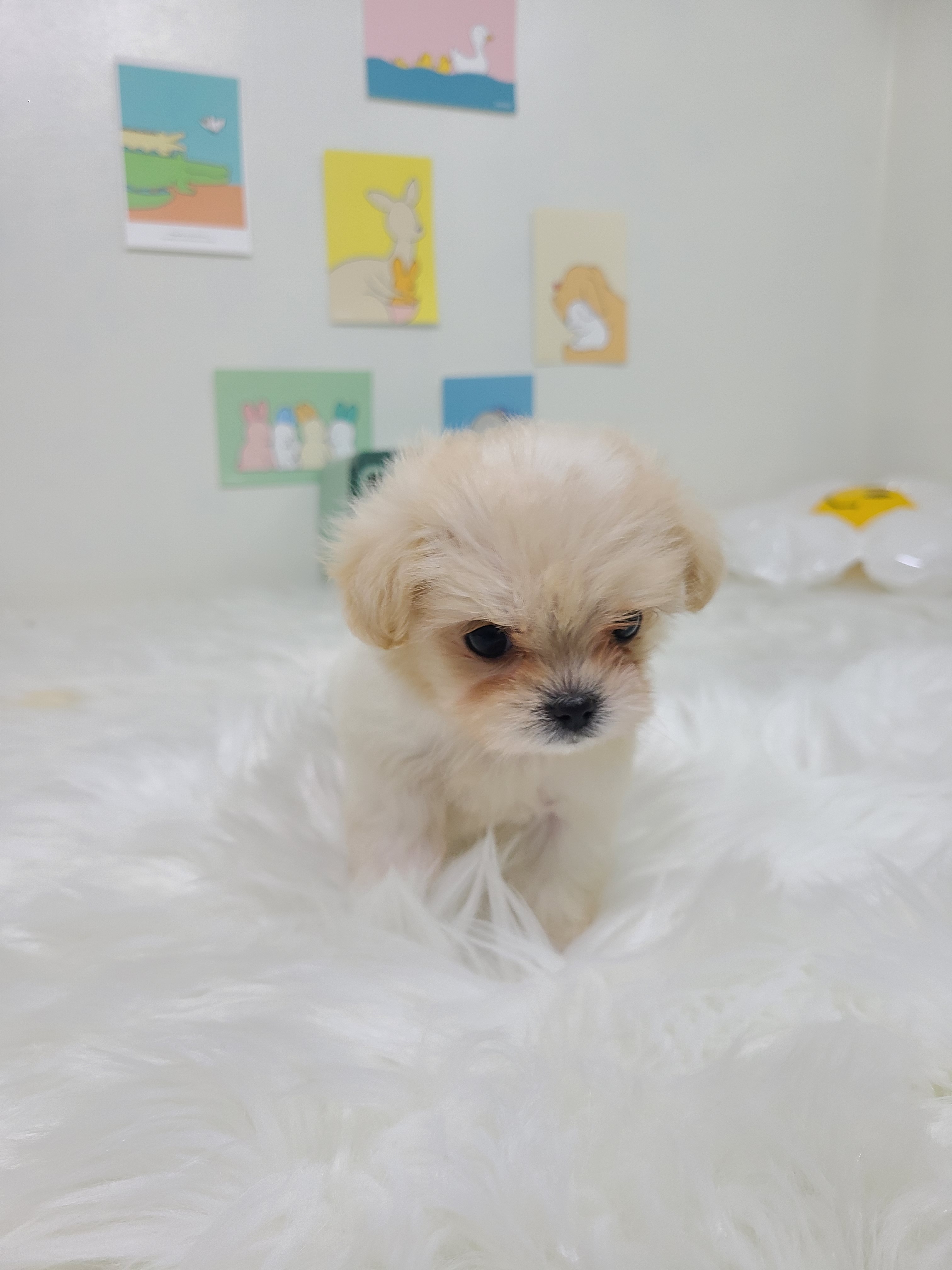 러블리퍼피