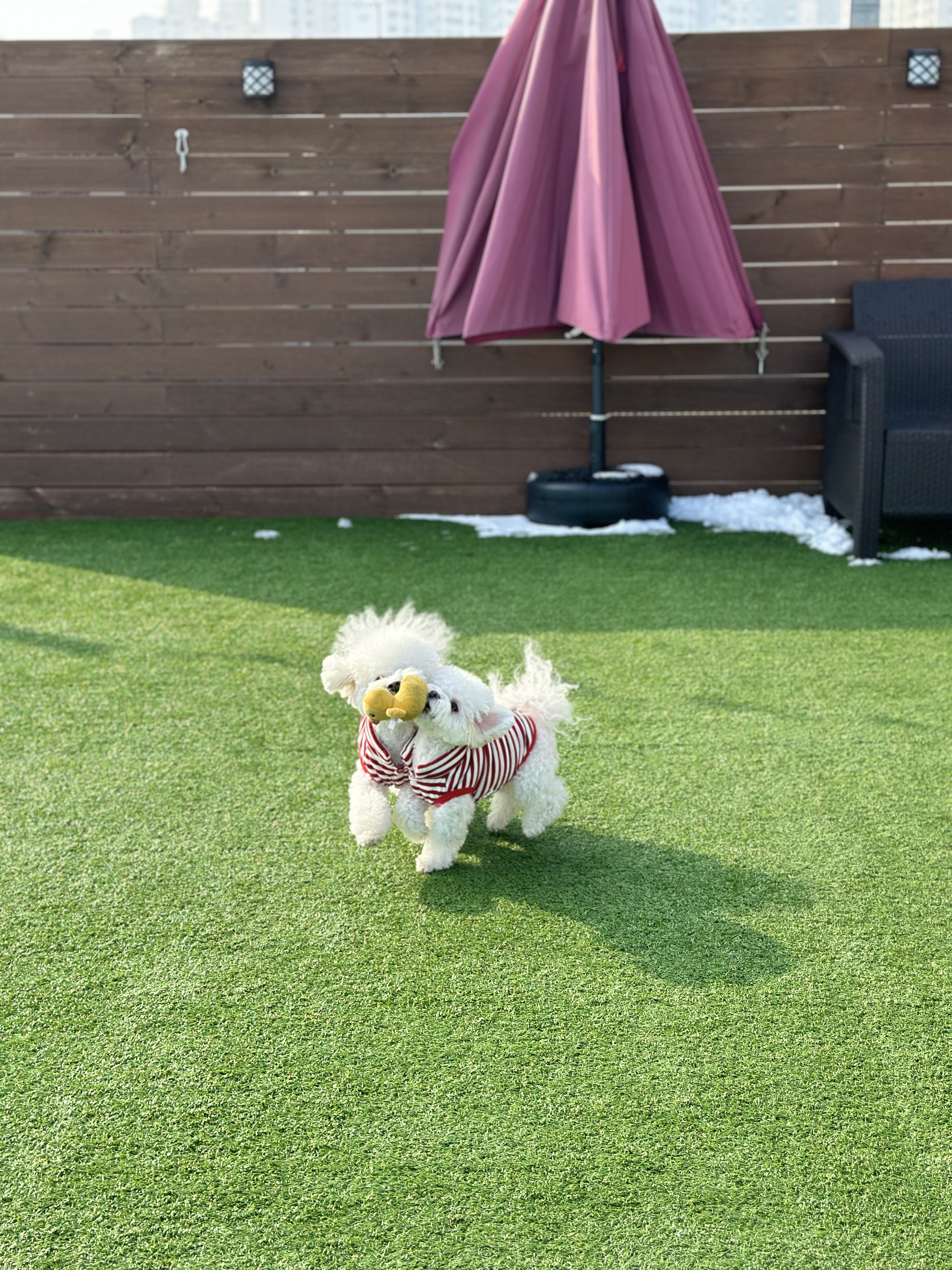브루하하 강아지 유치원 애견호텔 애견유치원 대표 이미지