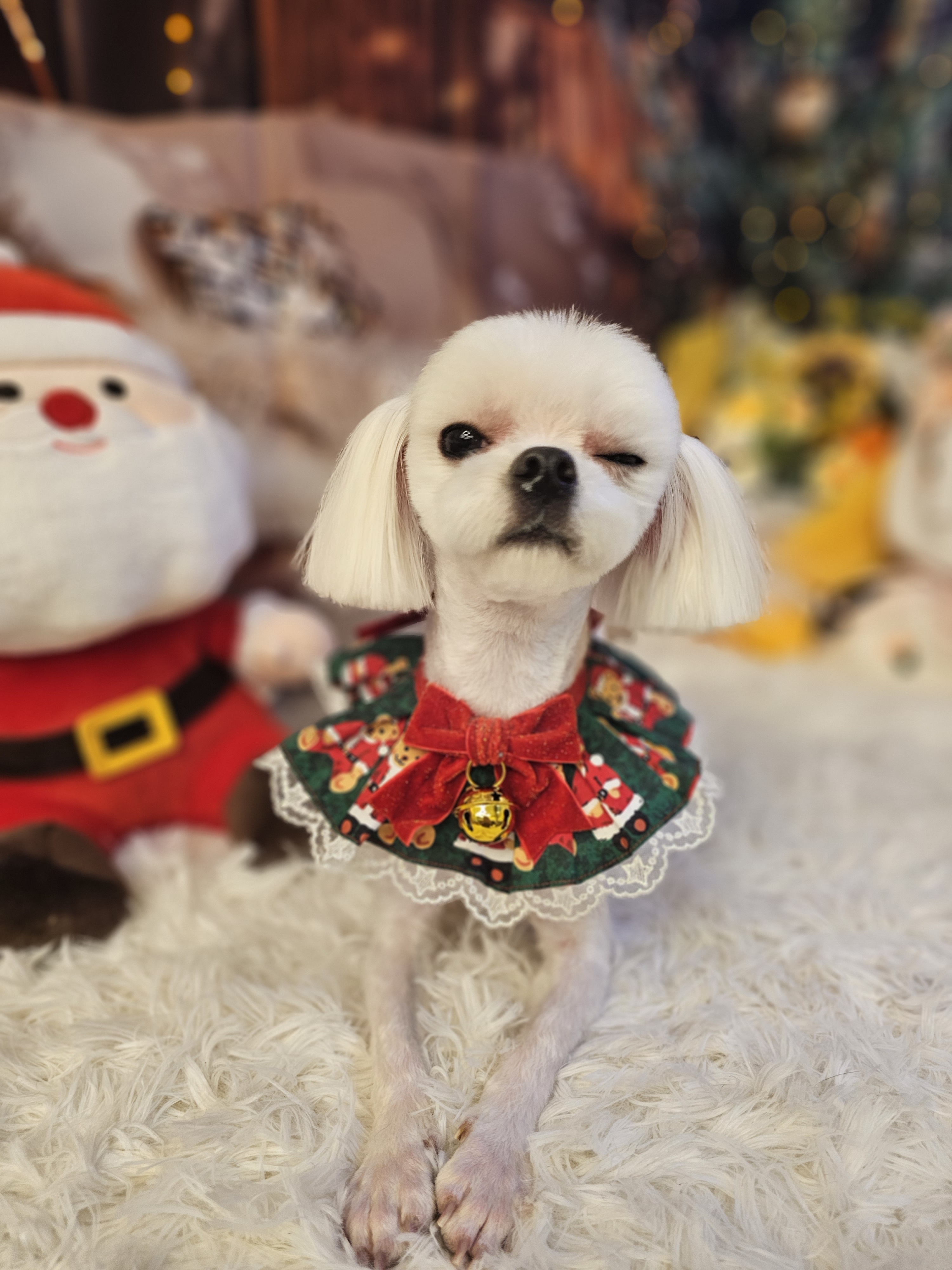 맘스펫 다산애견미용 호텔 가위컷 대표 이미지