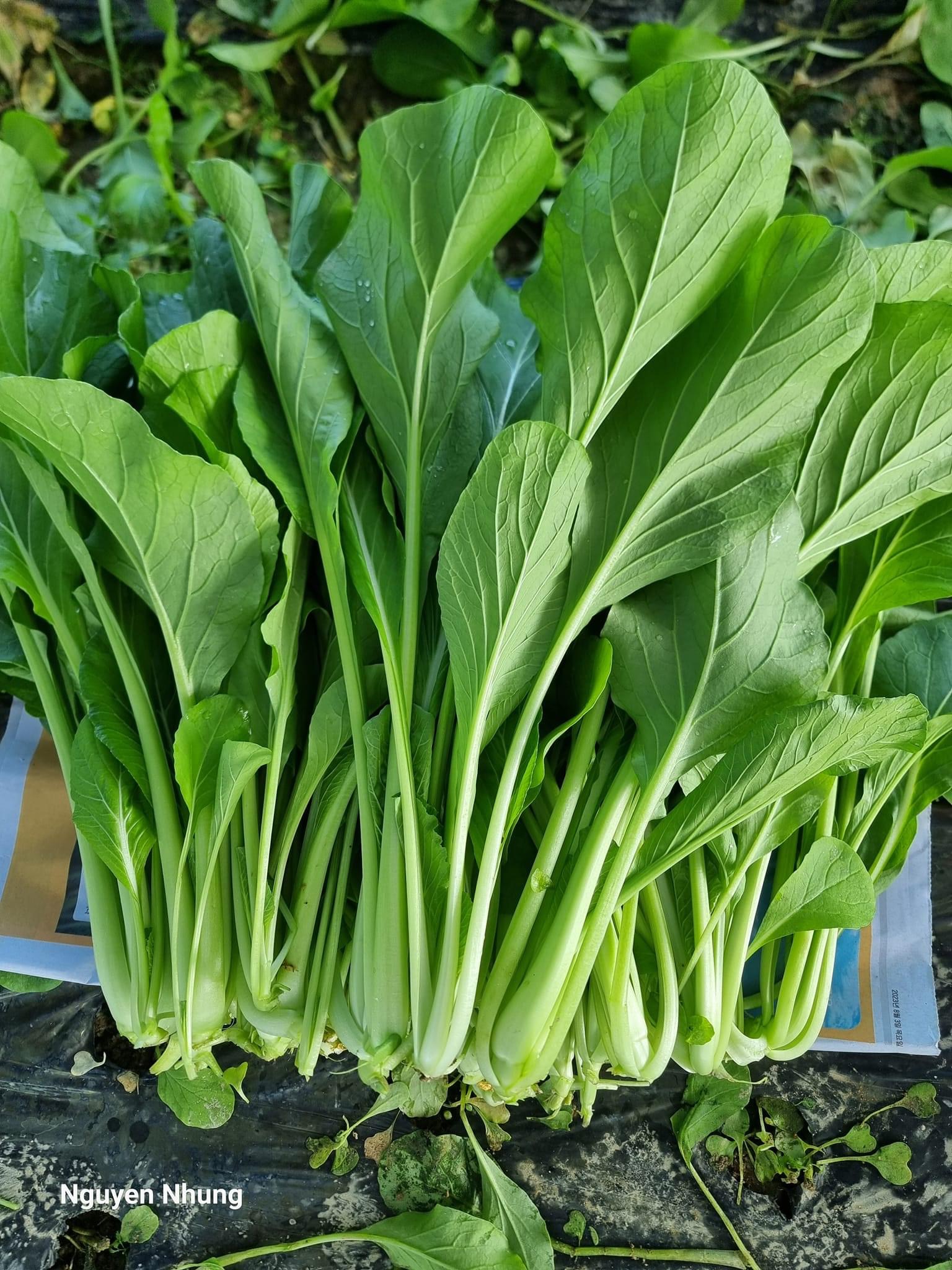 하영아시아마트