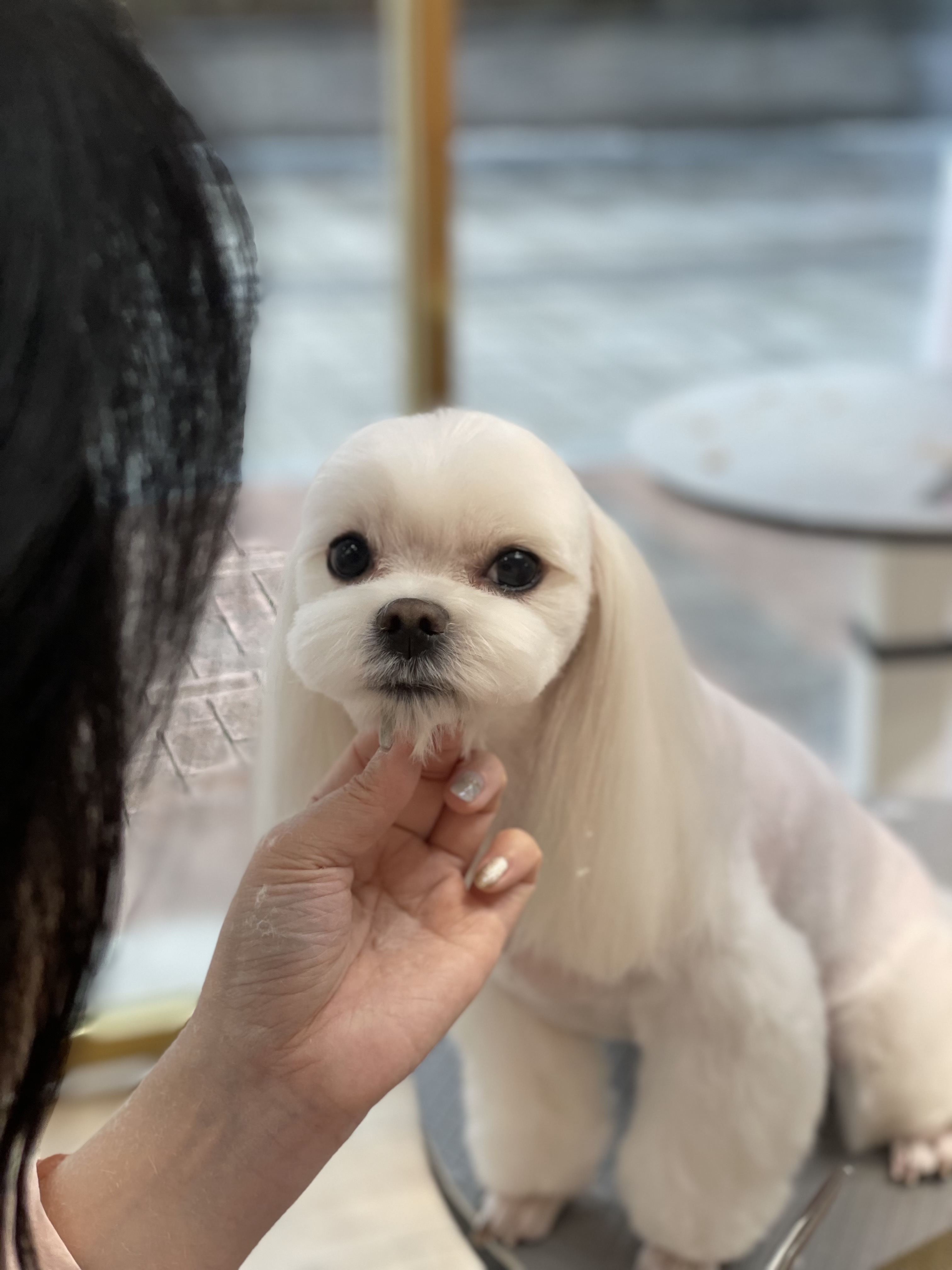 쏘큐트펫살롱 대표 이미지