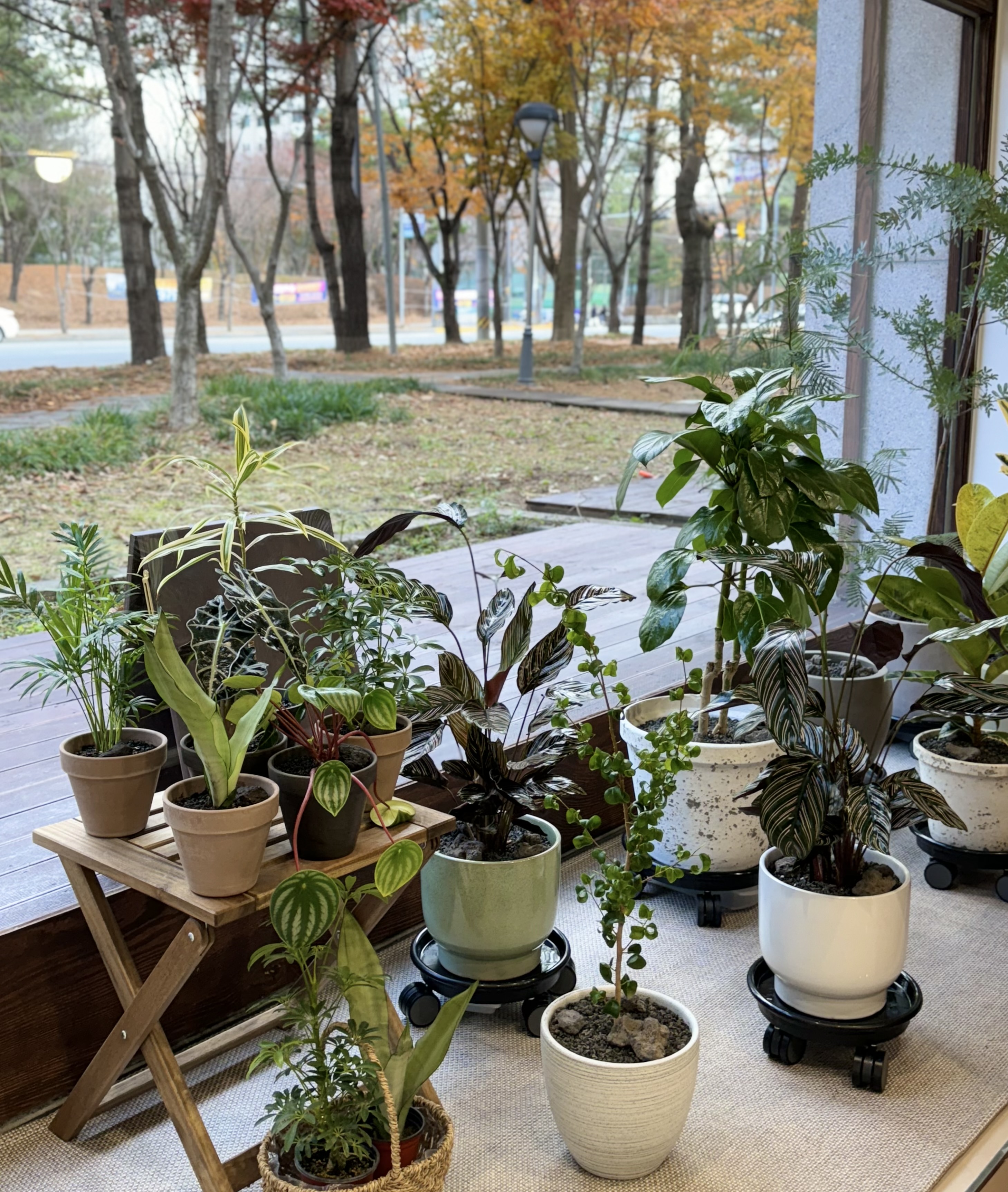 화유장