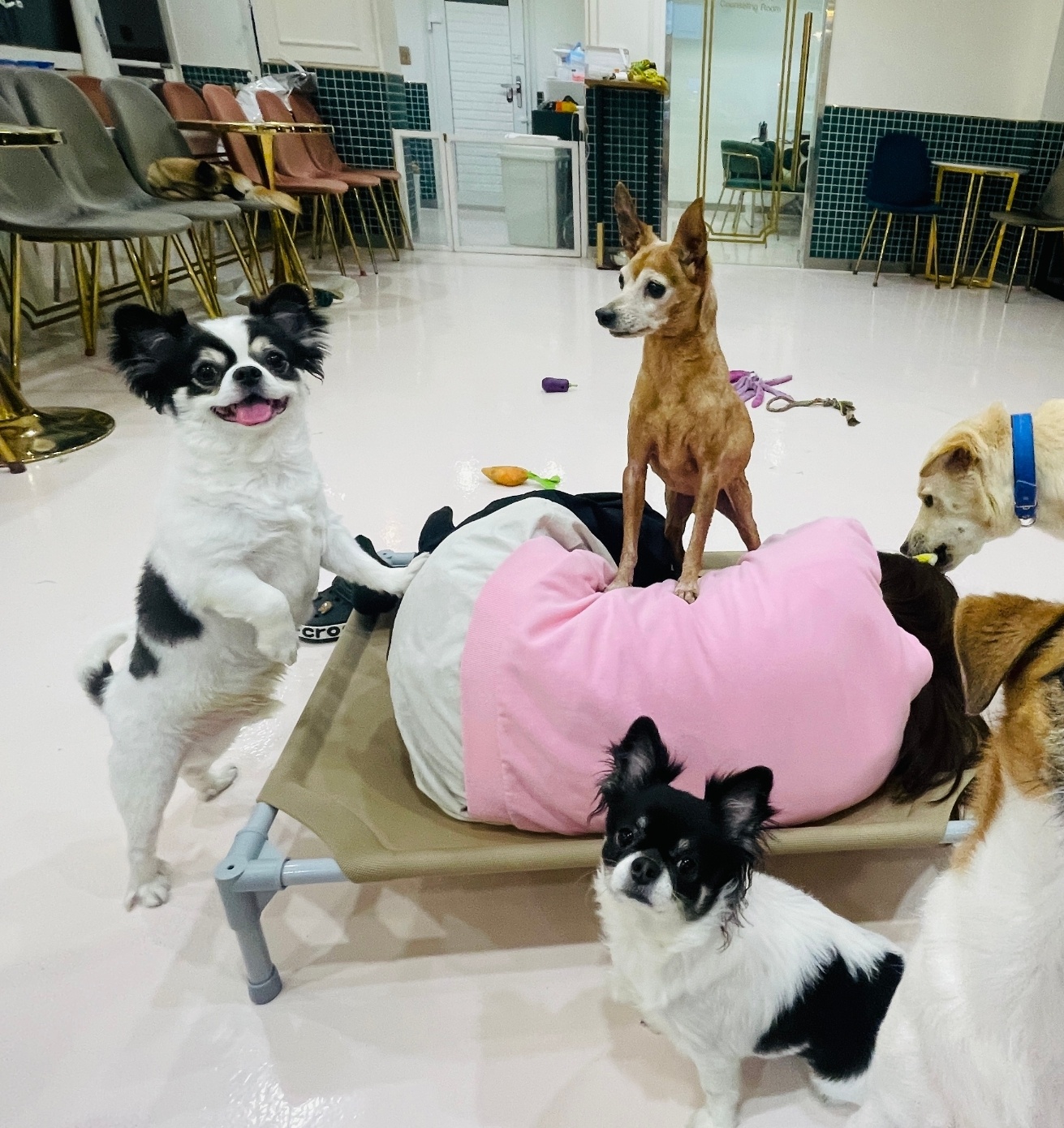 아이조아펫파크 서울점