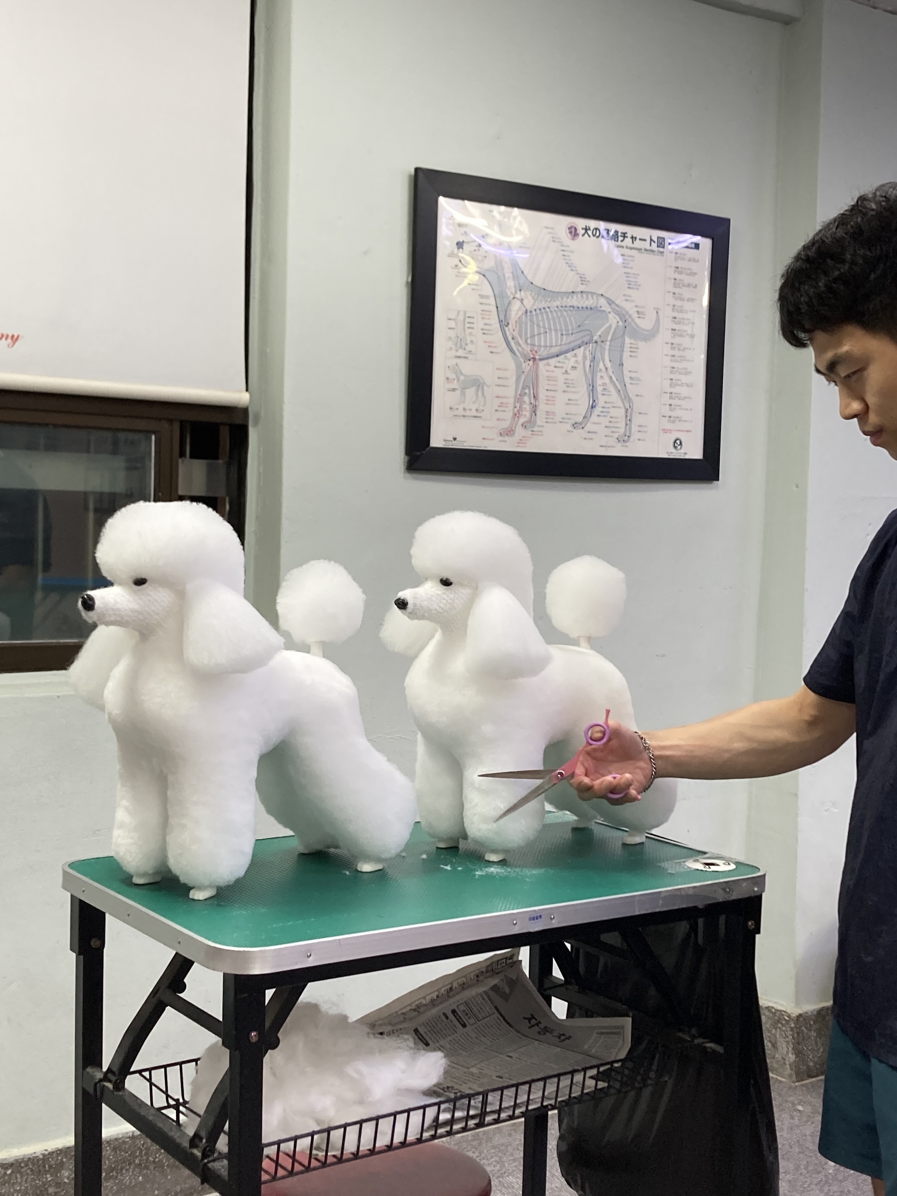 신운미애견미용학원 대표 이미지