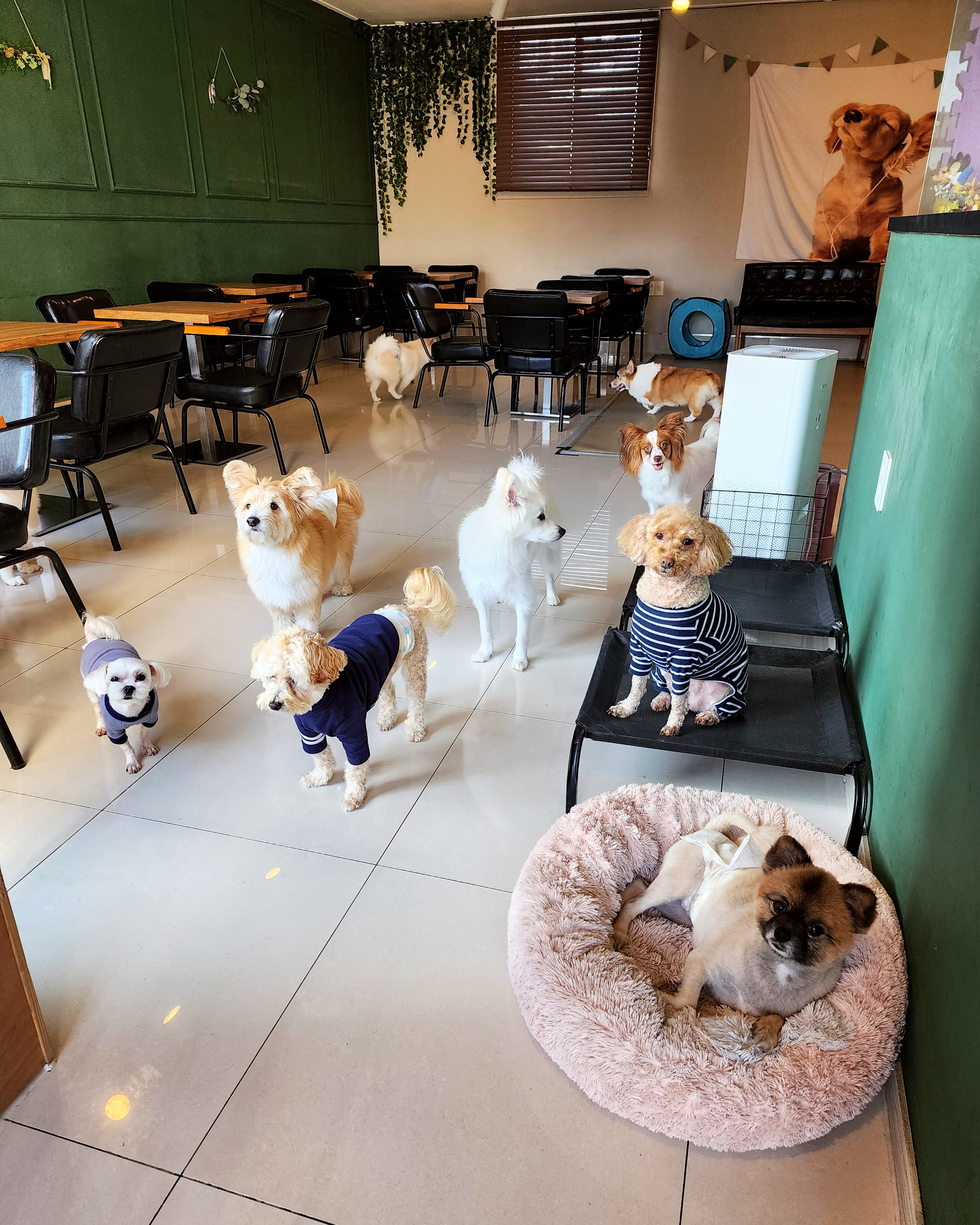 루프독 애견호텔 대표 이미지