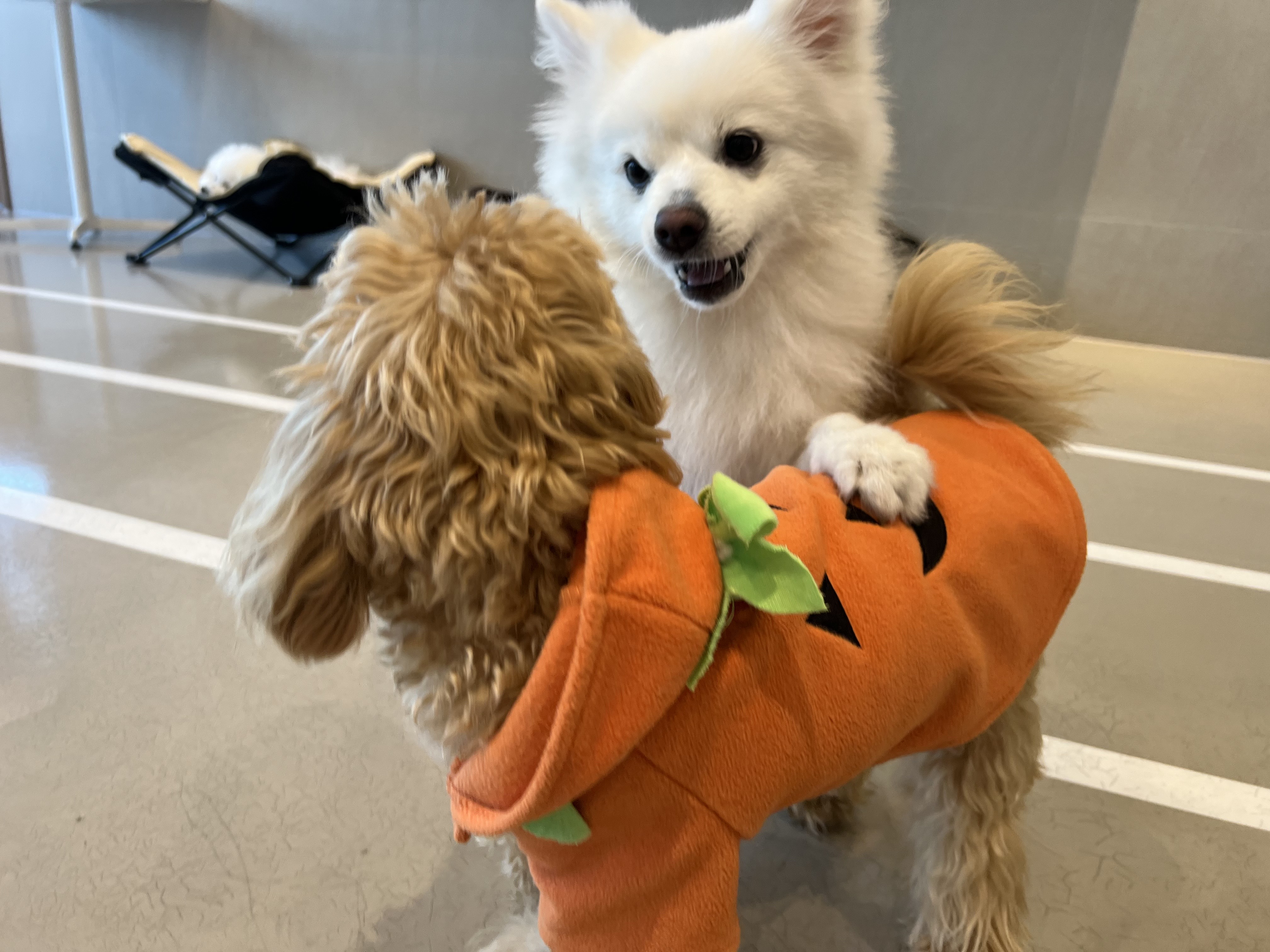 펫타리움 청담점 대표 이미지