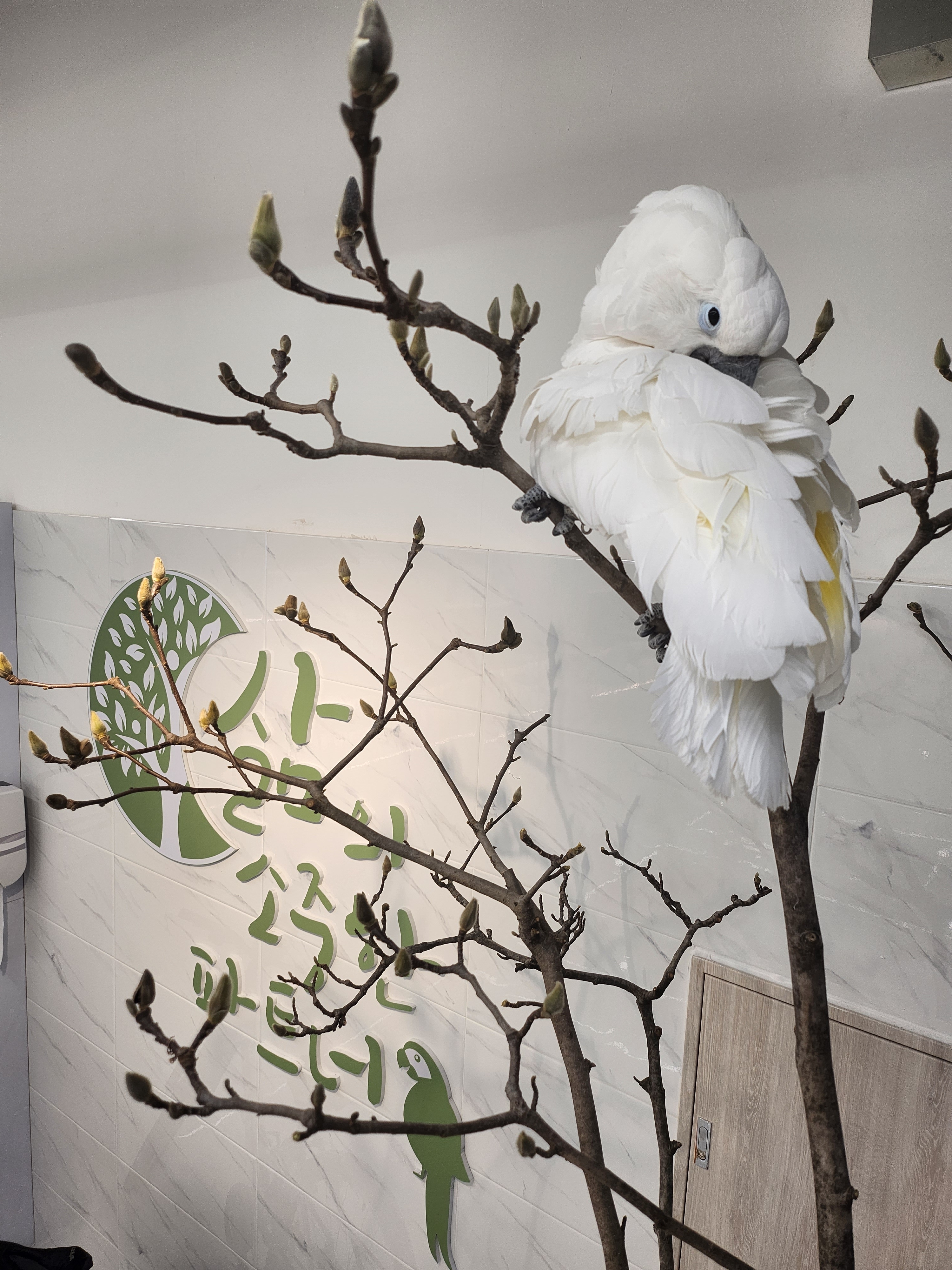 리프패럿 대구월성점