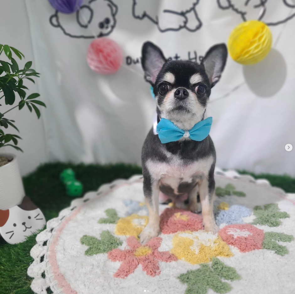 멜로멍스 대표 이미지