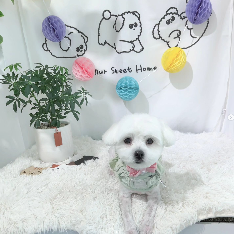 멜로멍스 대표 이미지