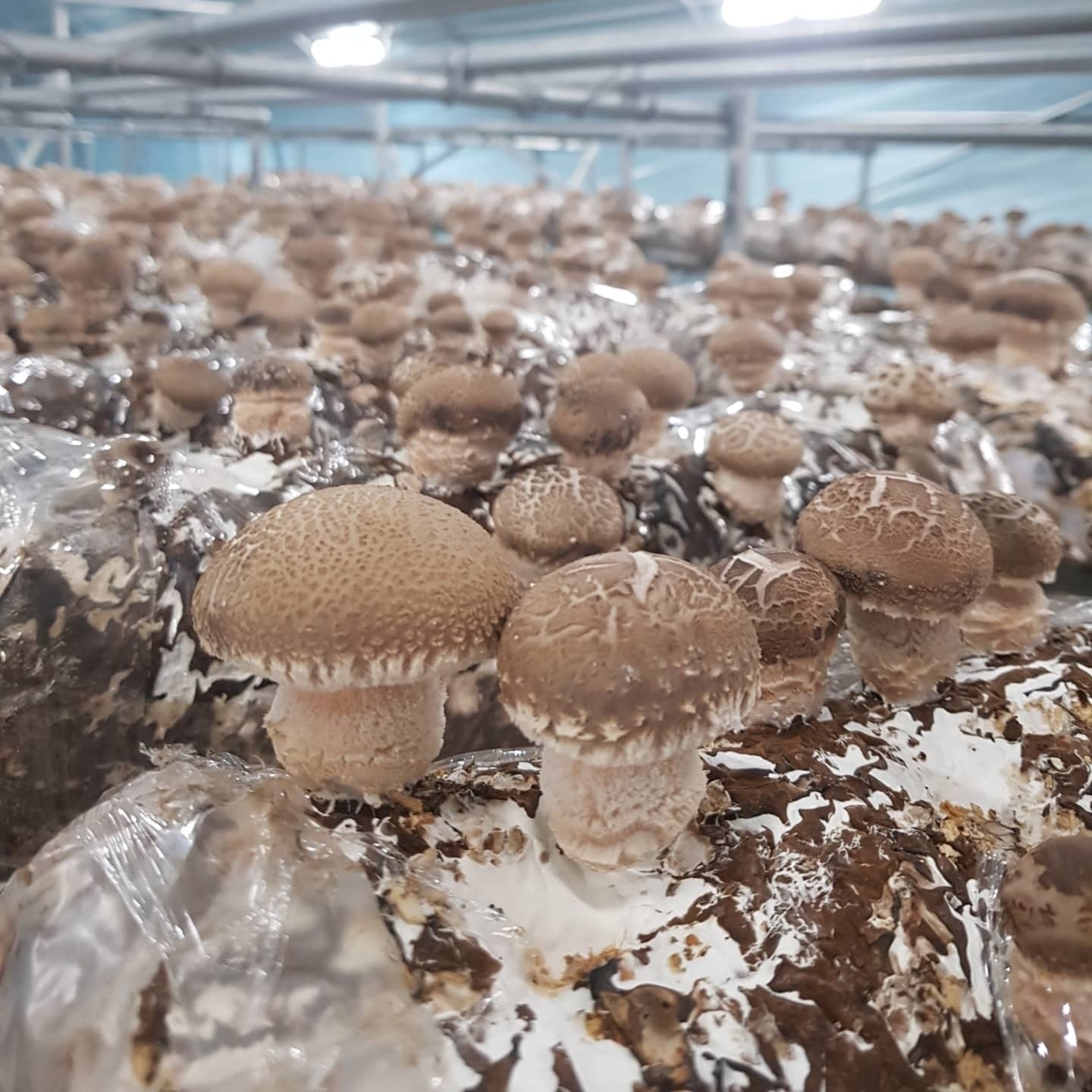 정원푸드