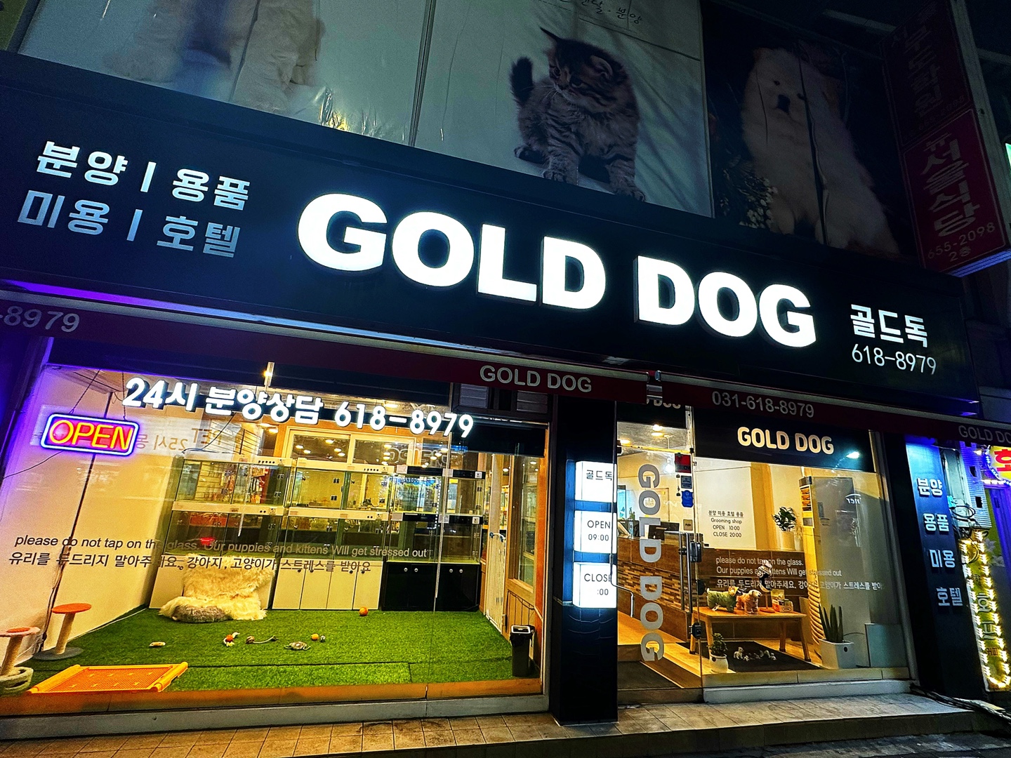 평택 골드독 강아지 고양이