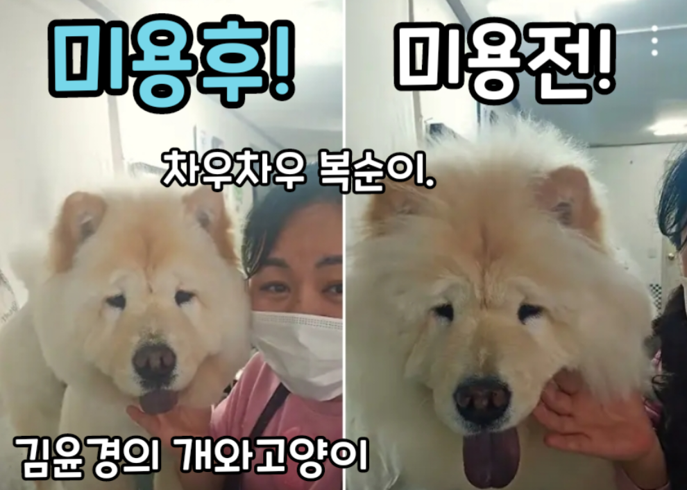 김윤경의 개와 고양이 미용실