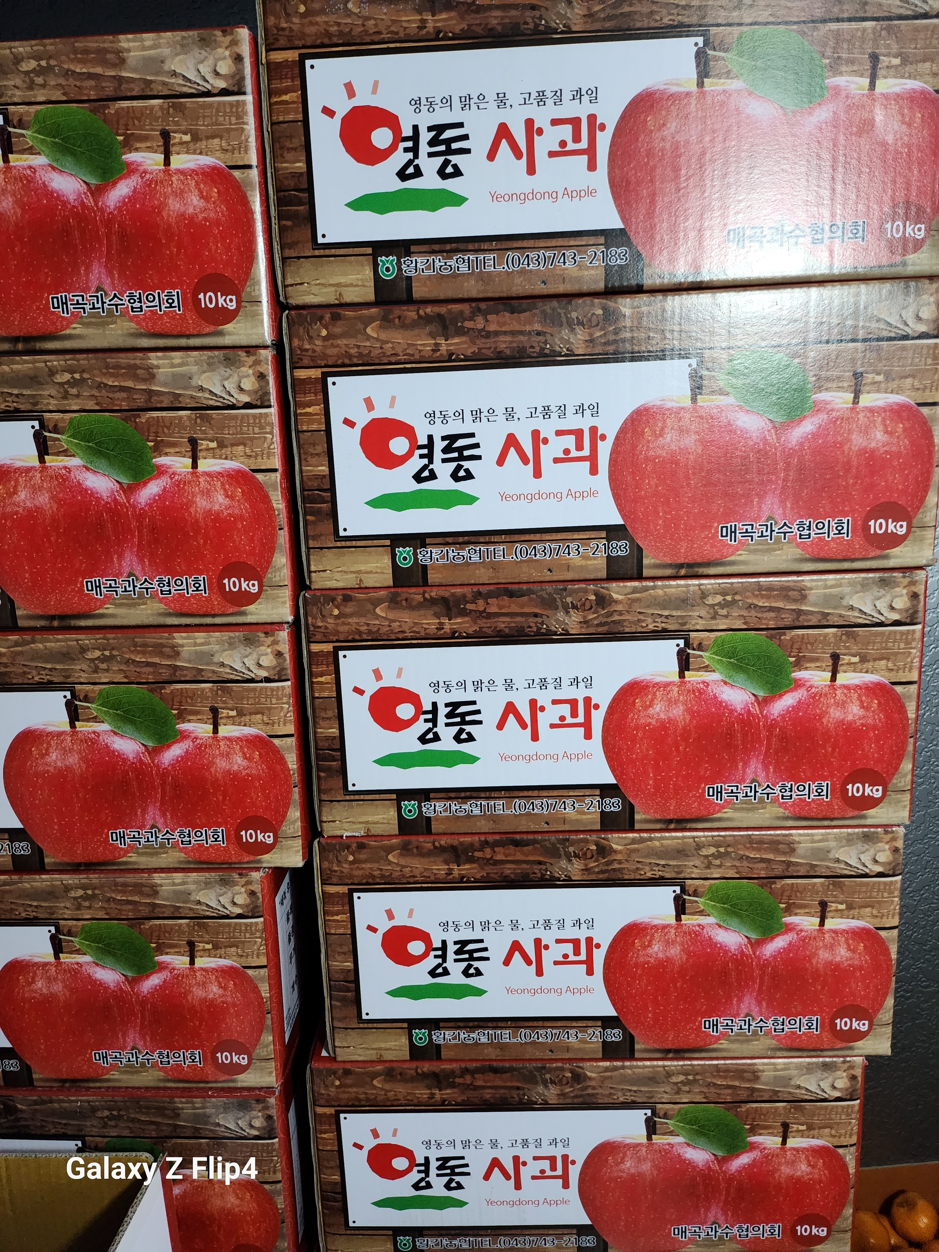 에덴청과모스테라