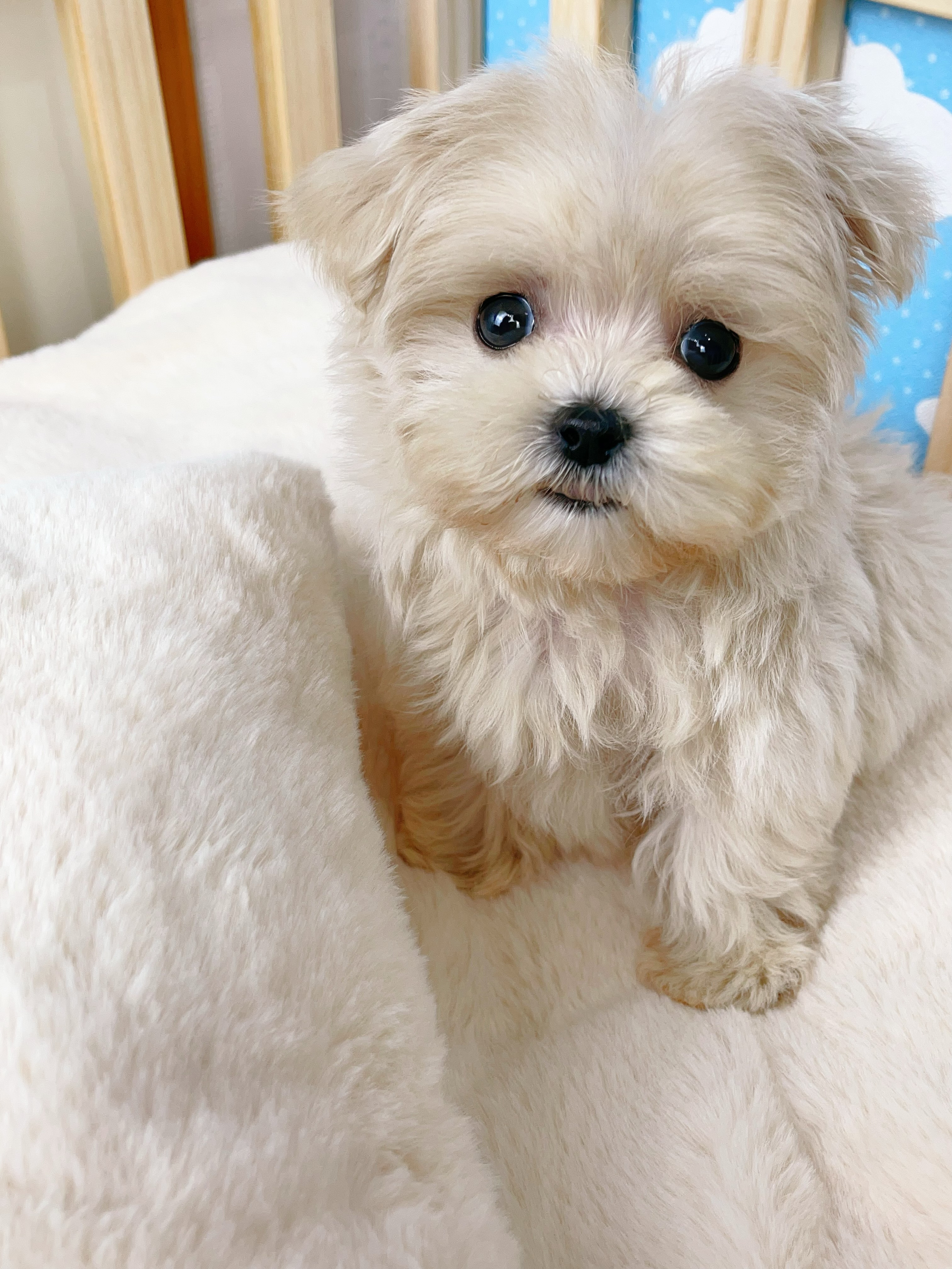 우리동네펫 대표 이미지