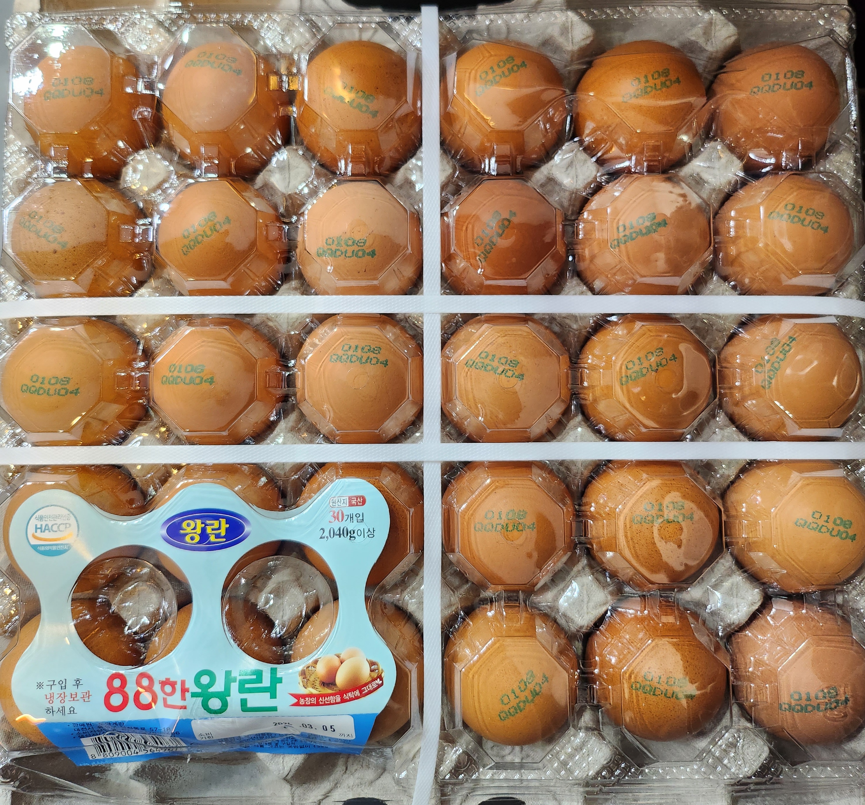 에덴청과모스테라
