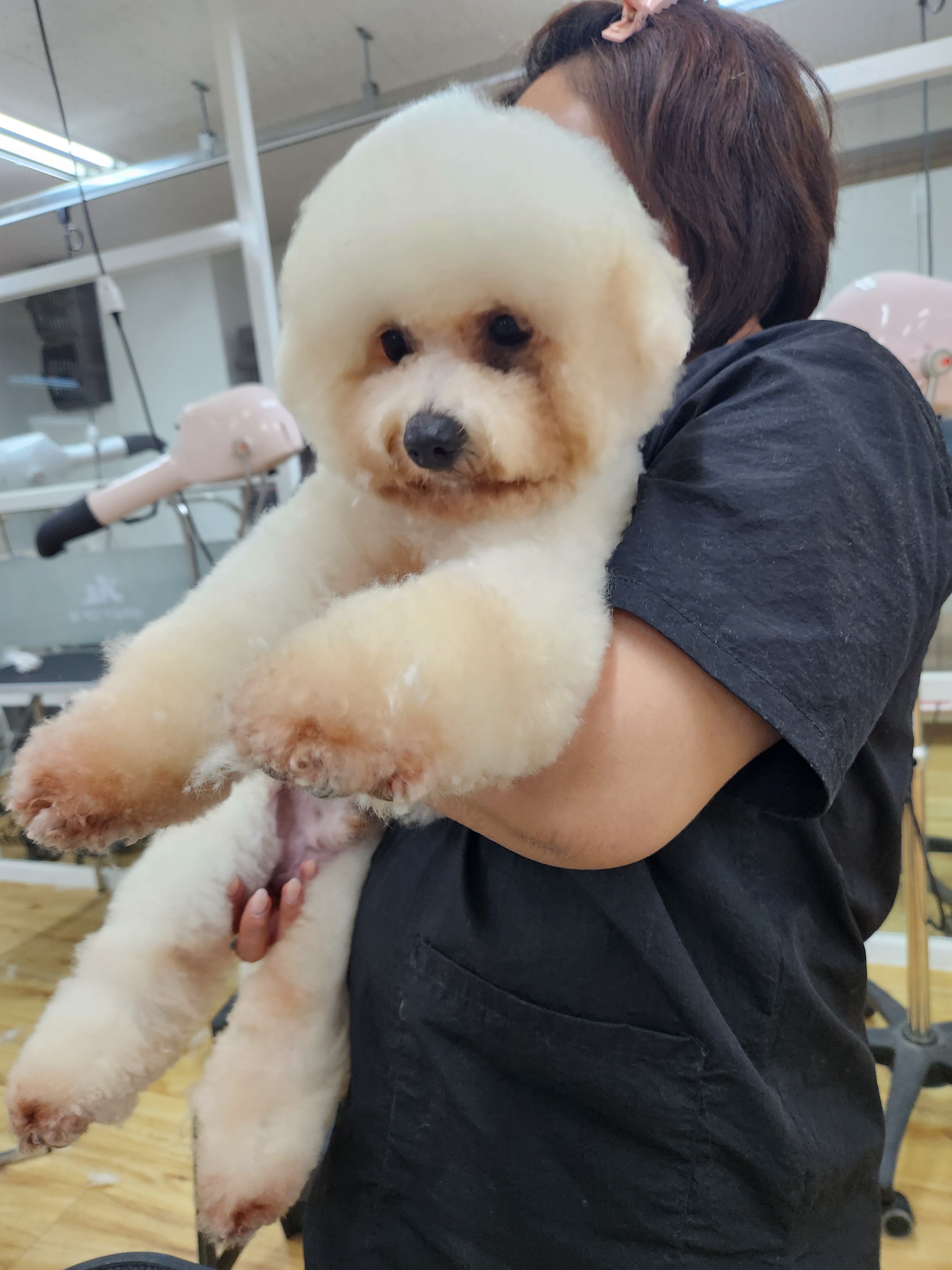 탑애견미용학원 시흥점
