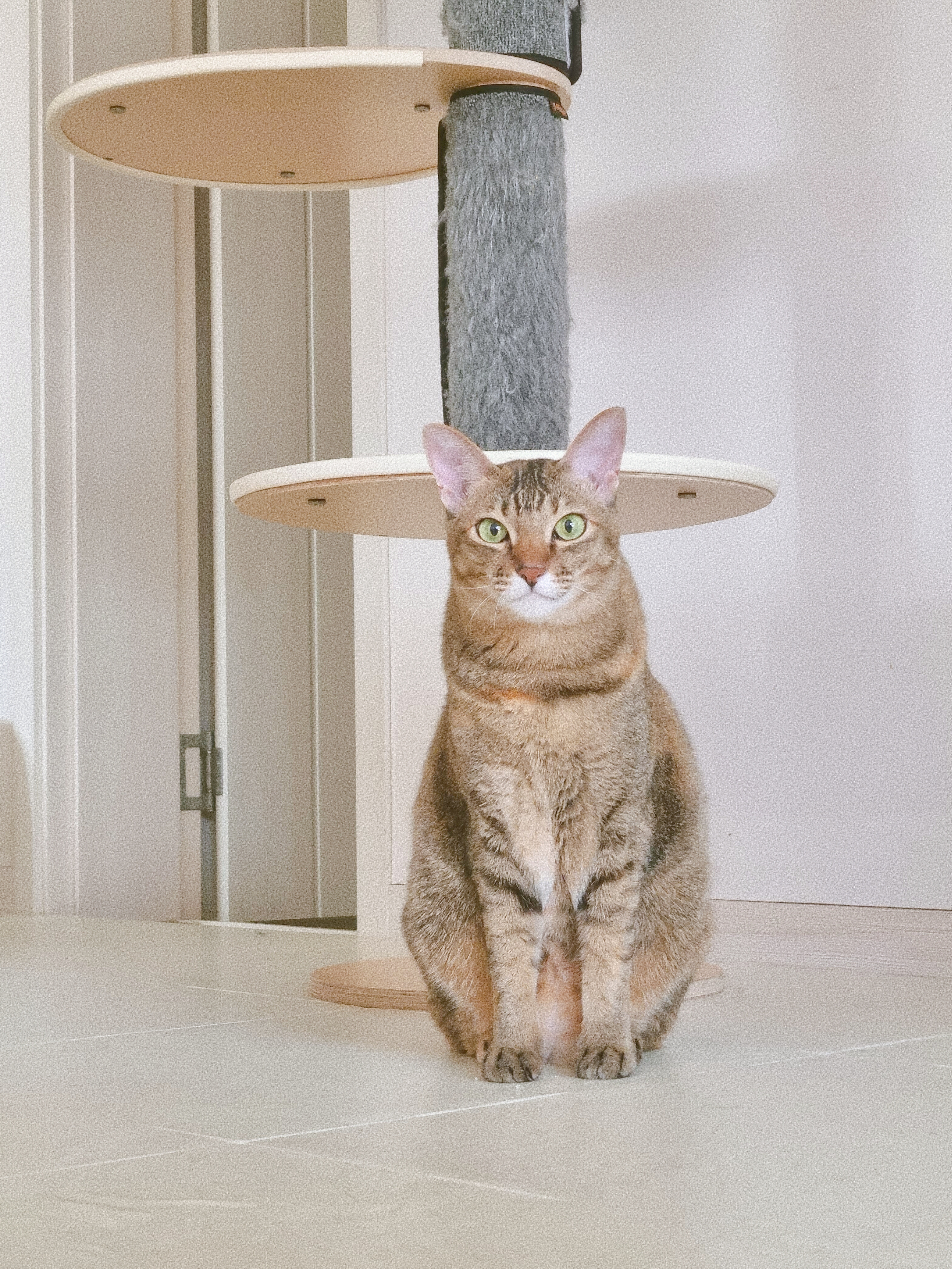 진주 펫시터 하루 집사 대표 이미지