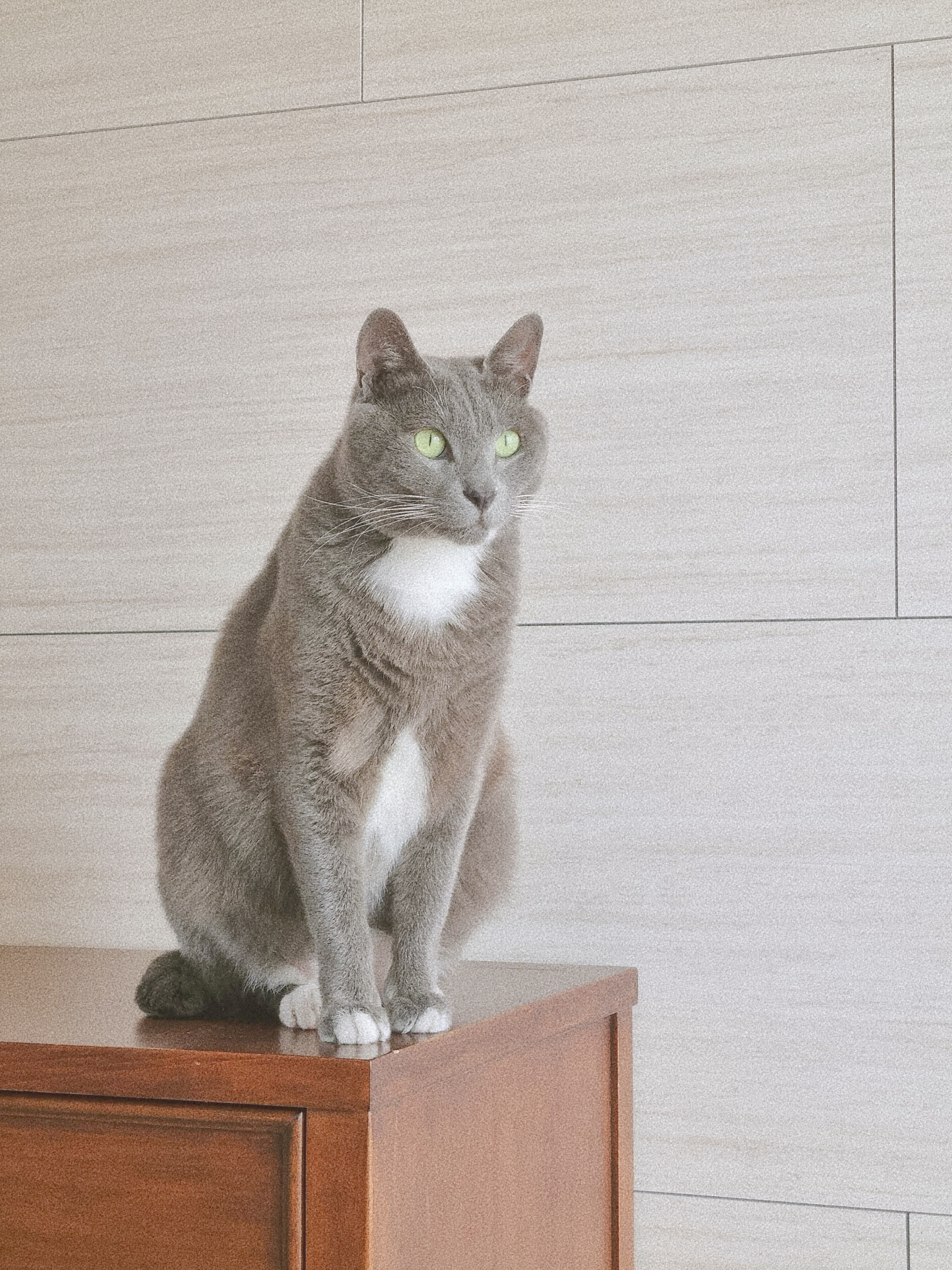 진주 펫시터 하루 집사 대표 이미지