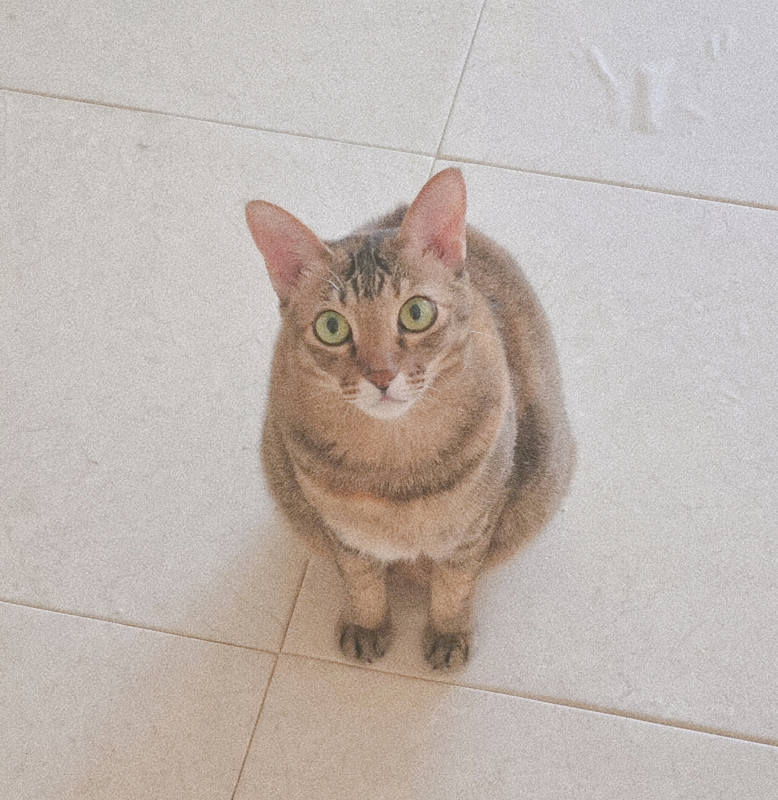 진주 펫시터 하루 집사 대표 이미지