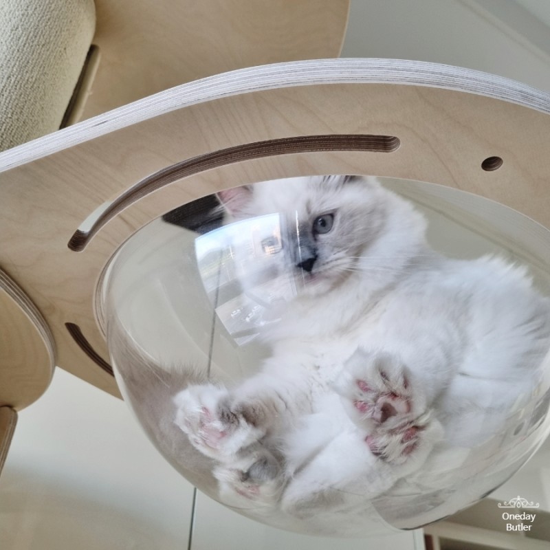 진주 펫시터 하루 집사 대표 이미지