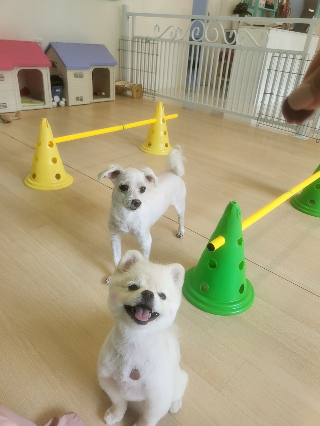 개똥이와야옹이 대표 이미지