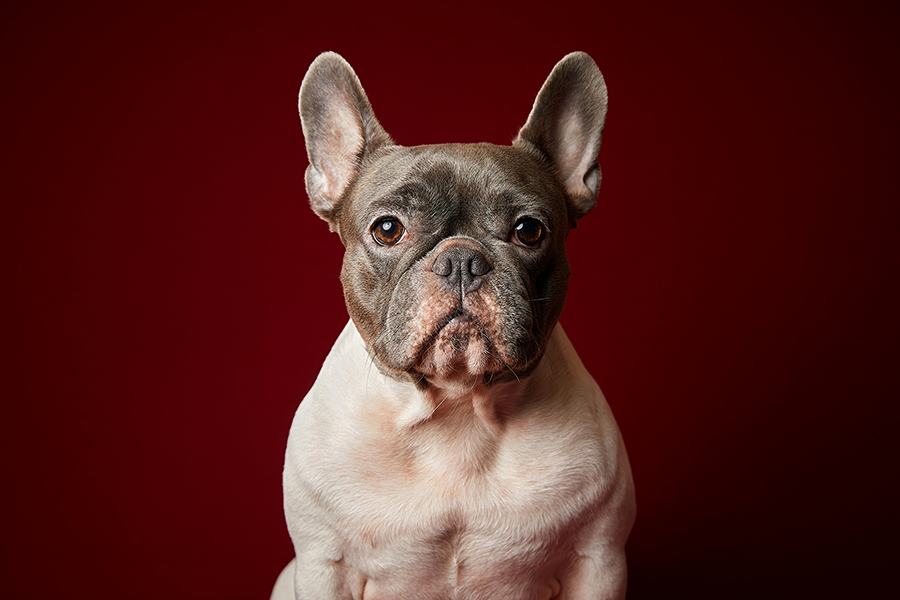 어나더심펫 스튜디오 대표 이미지