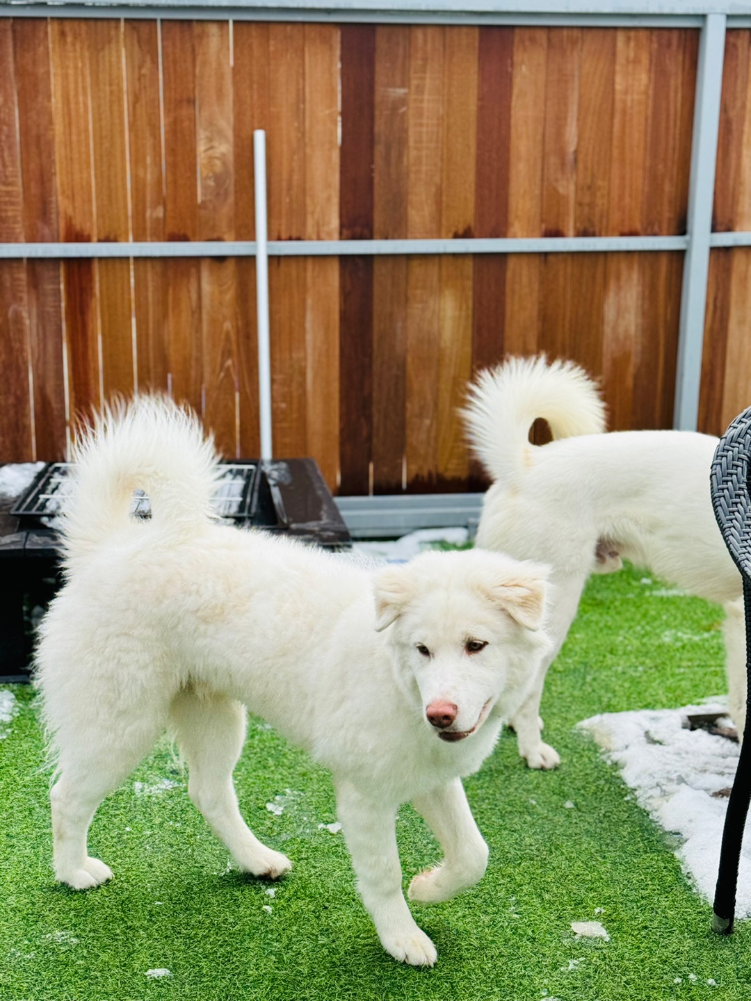 하남애견훈련소 대표 이미지