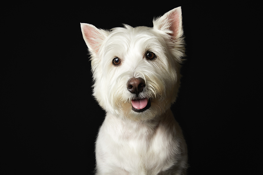 어나더심펫 대표 이미지