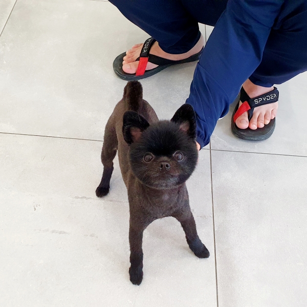 제이스그루밍 대표 이미지