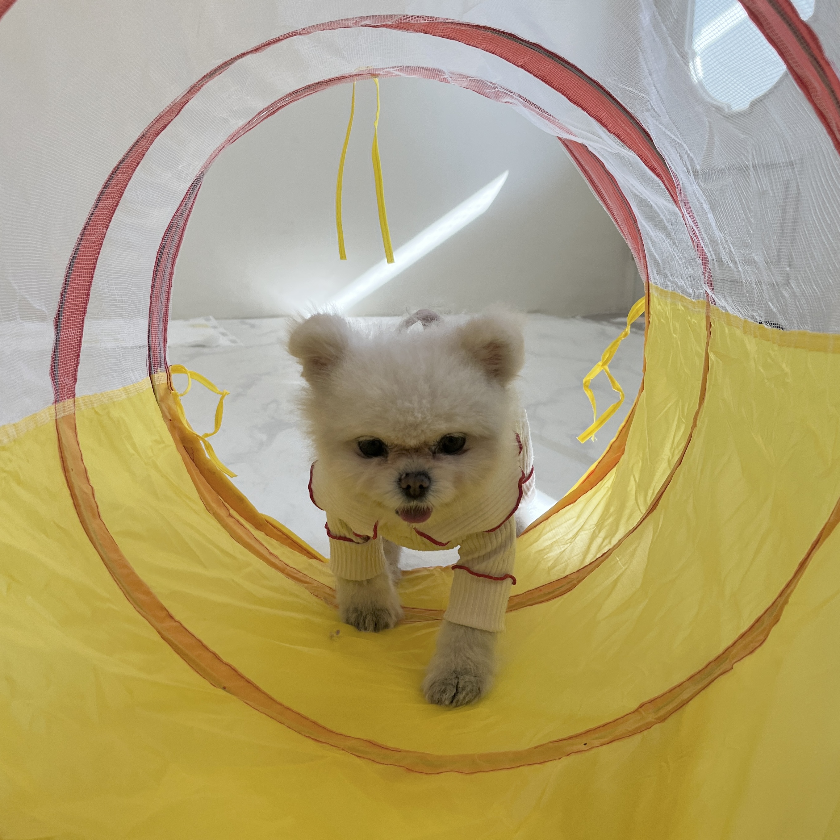 펫밀리즈 대표 이미지