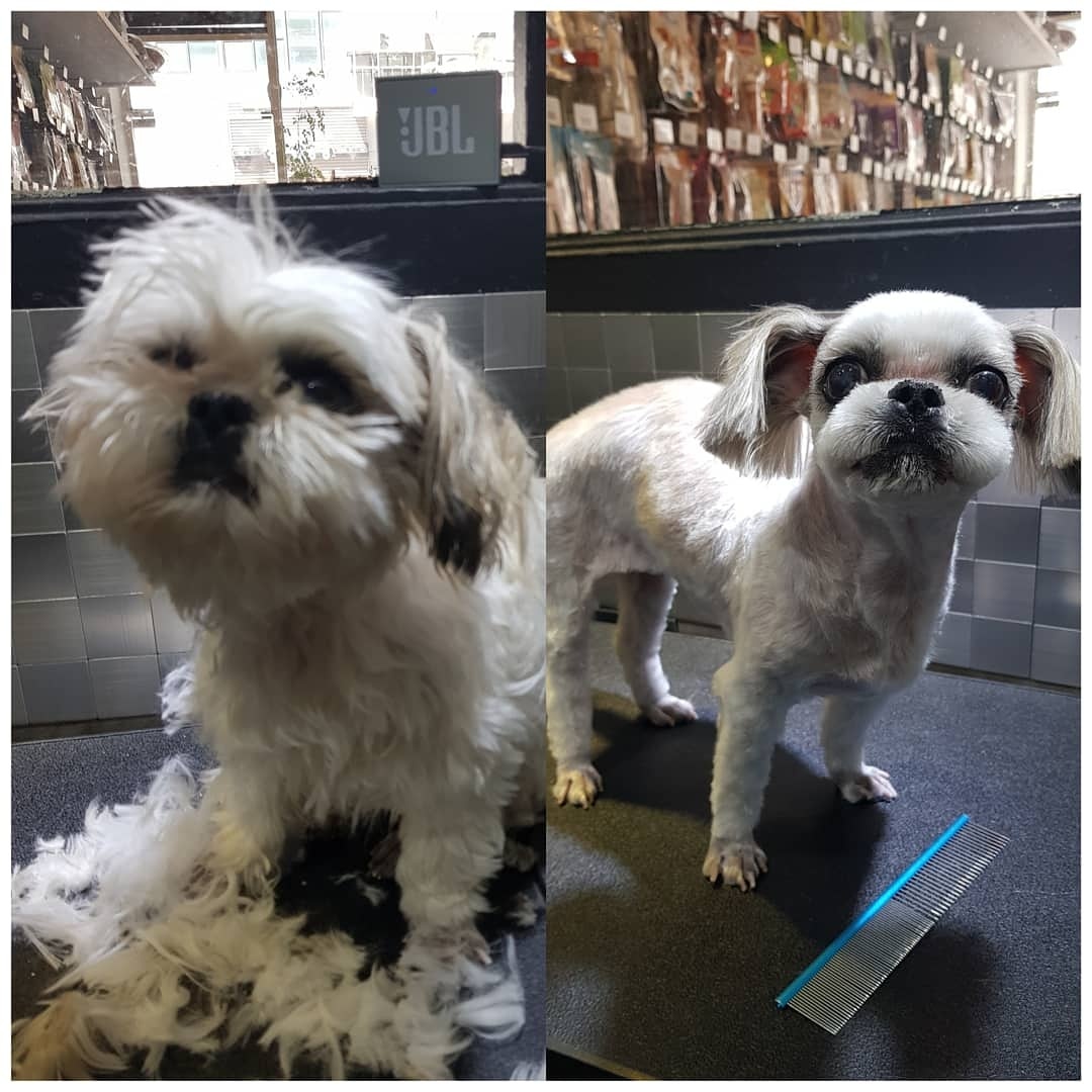 도그캐슬 대표 이미지