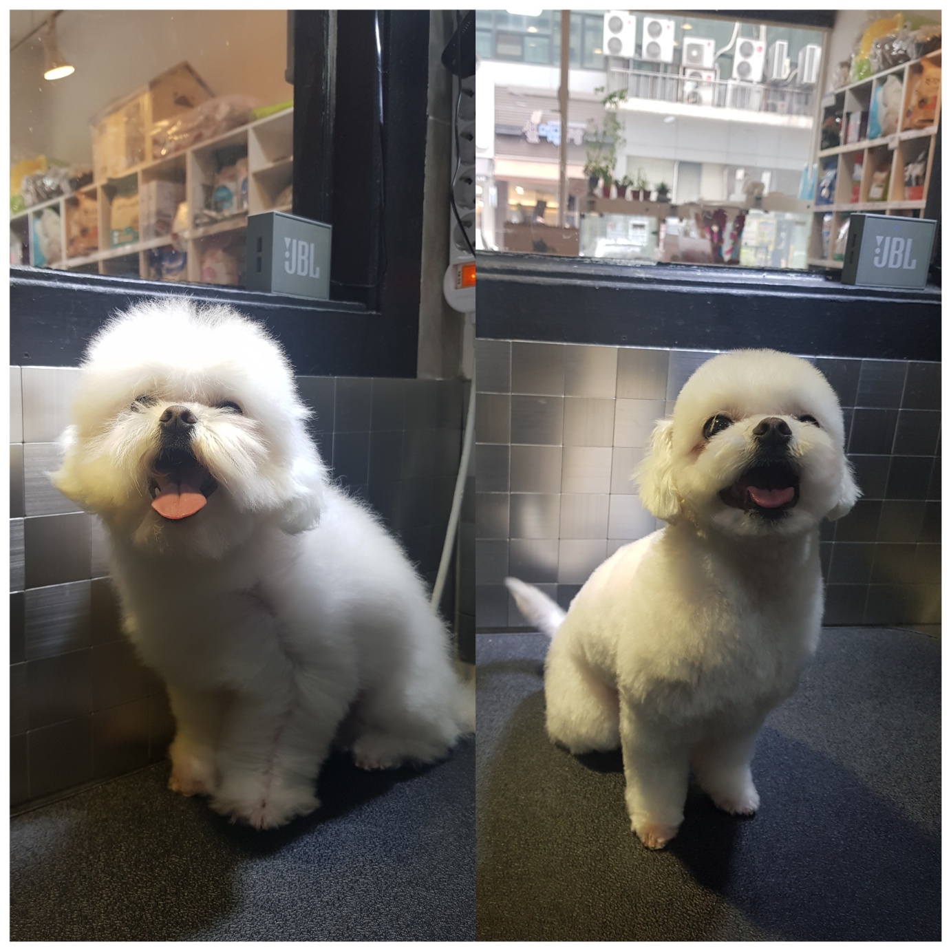도그캐슬 대표 이미지
