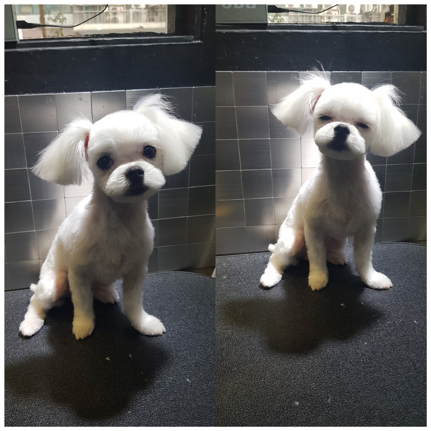 도그캐슬 대표 이미지