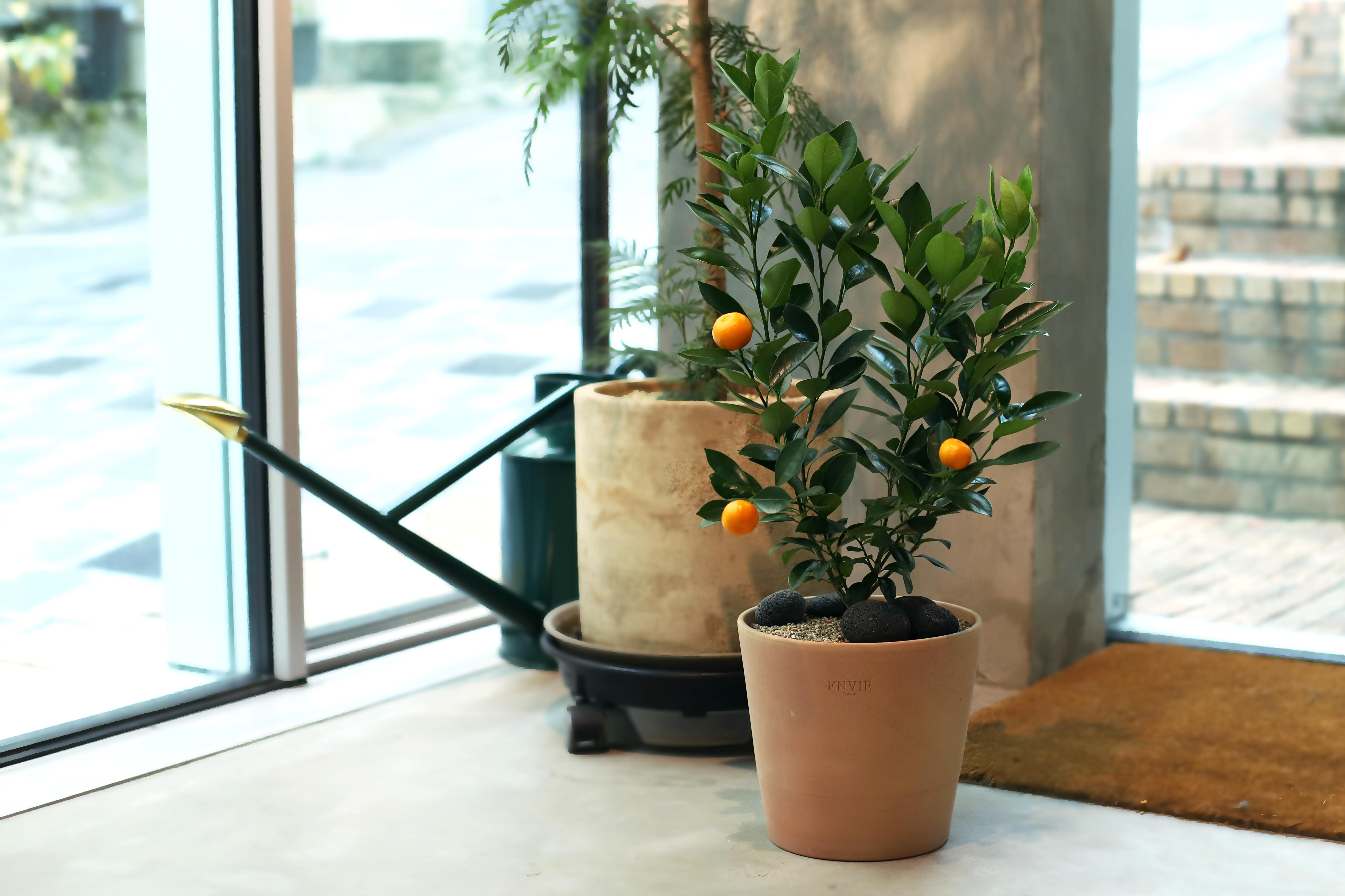 베지움 대표 이미지, 다양한 식물들이 있는 모습