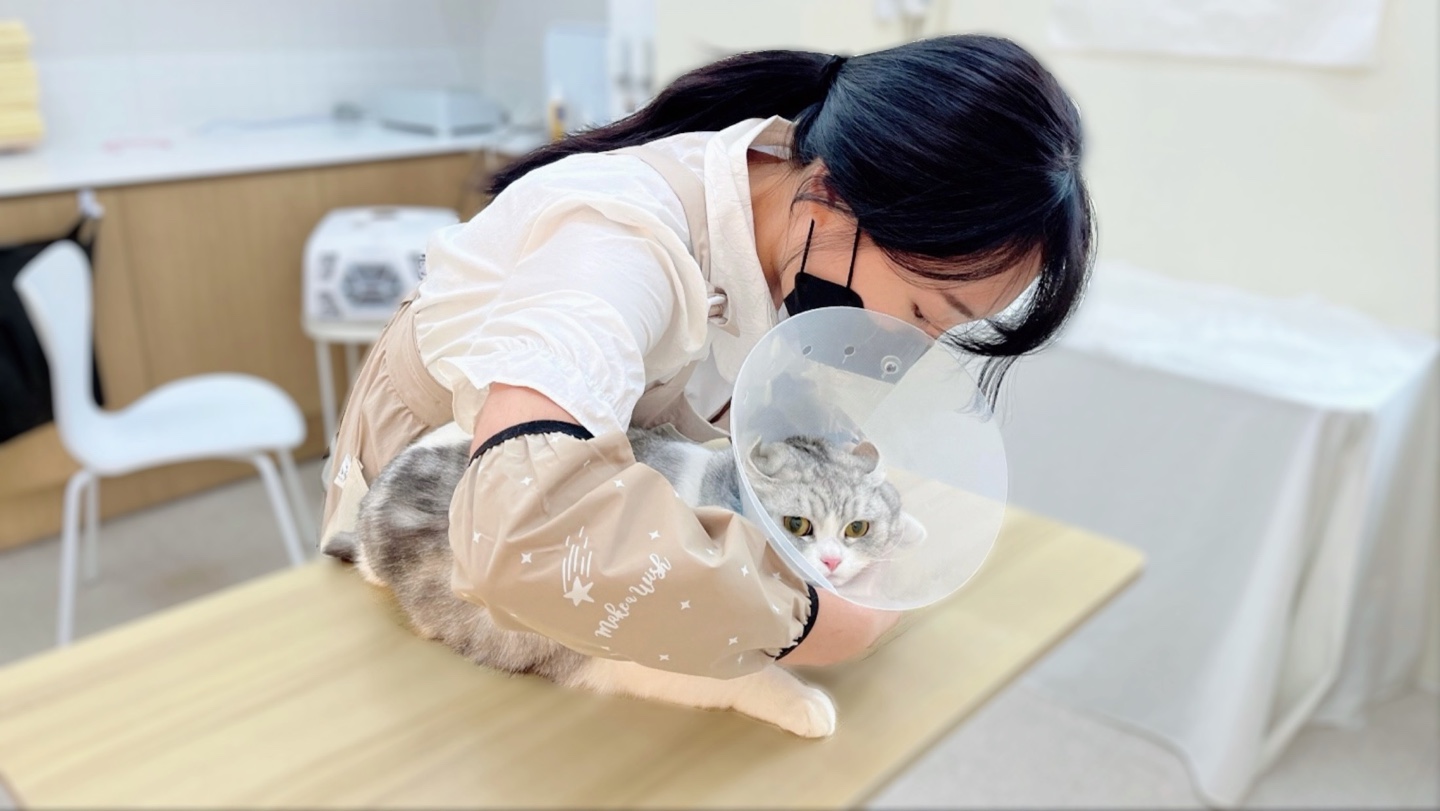 언제나고양이