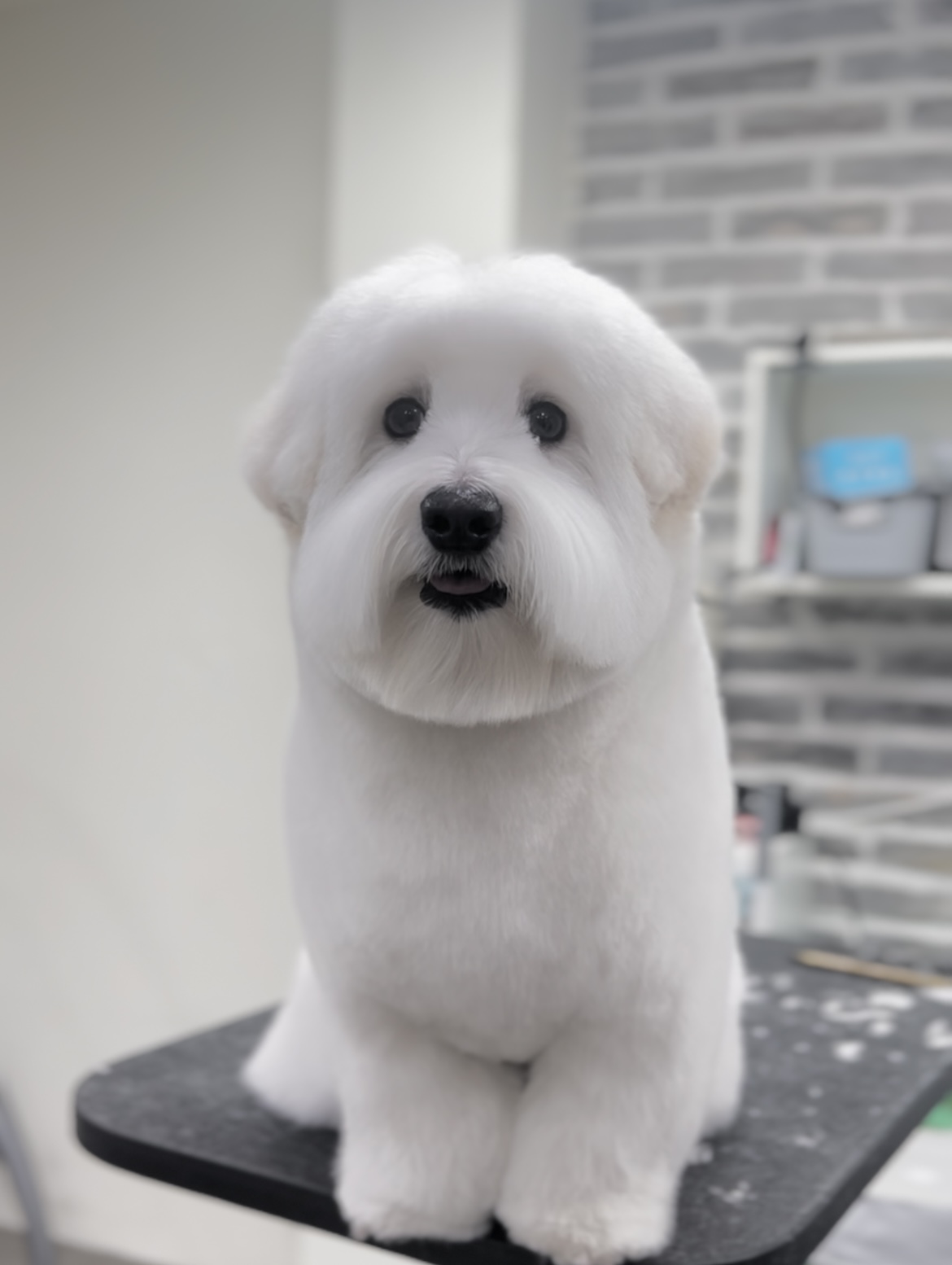 까끄롱 대표 이미지