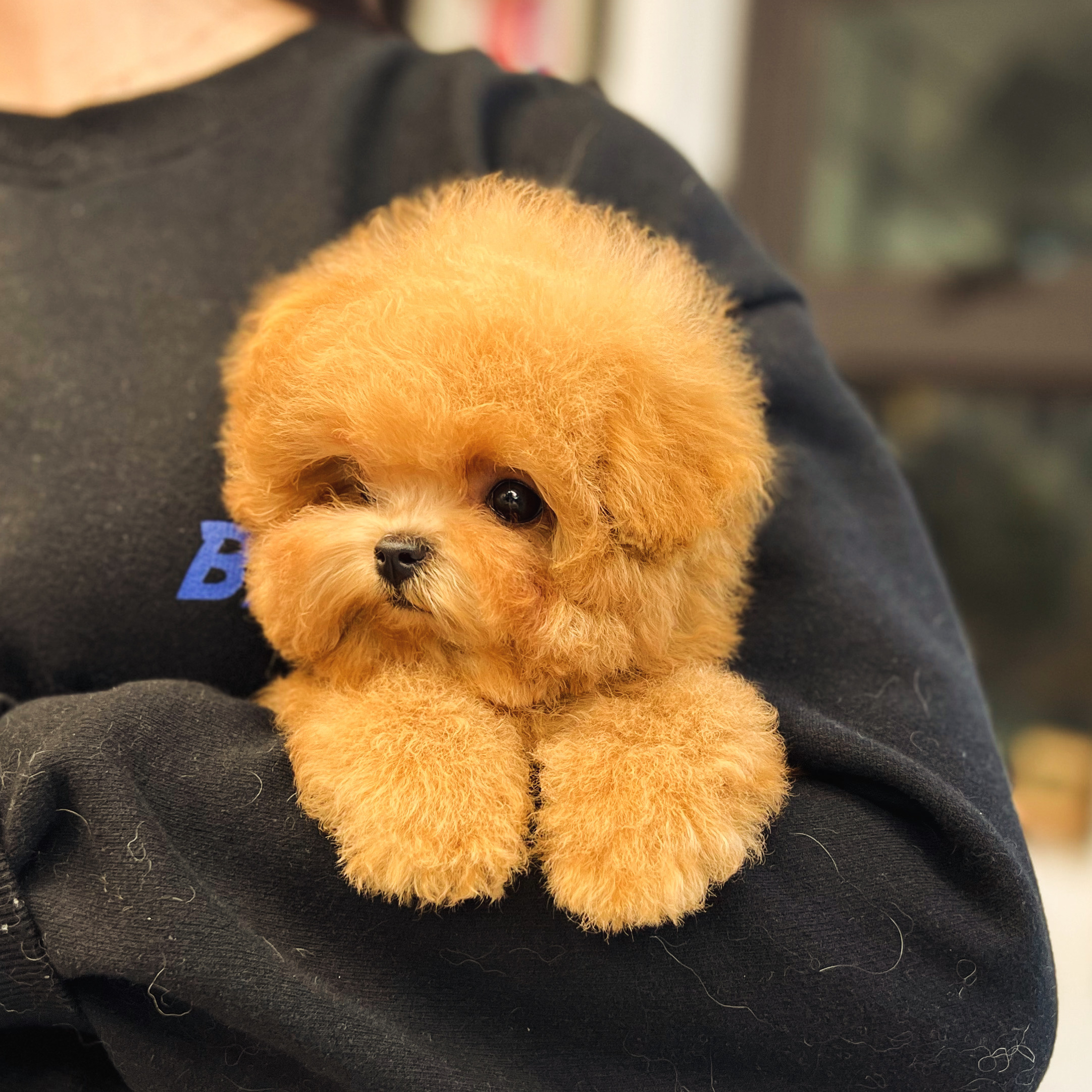 오독 강아지 안심분양센터 부산점