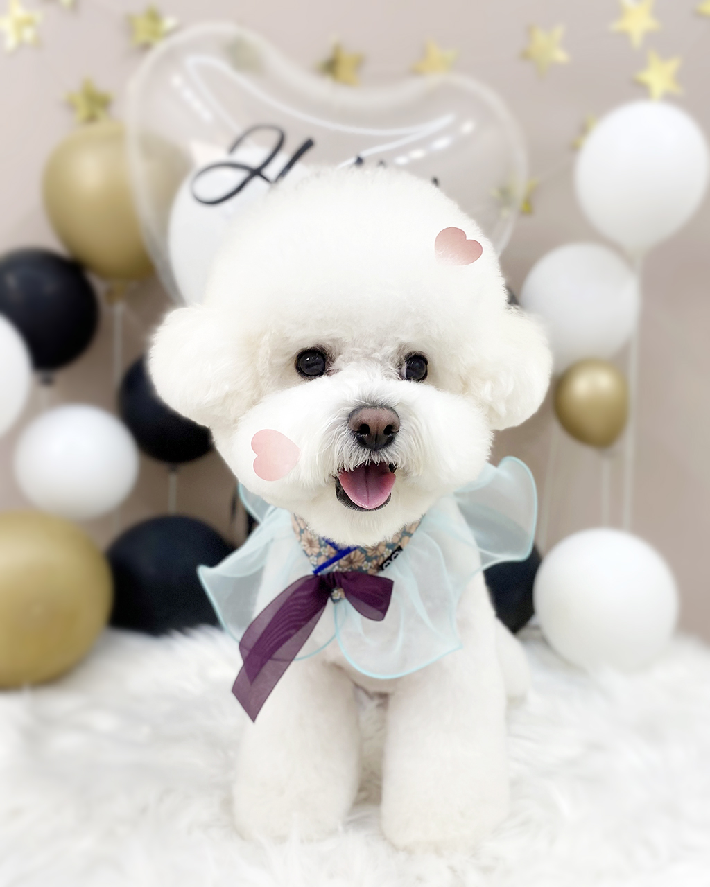 슈에뜨 대표 이미지