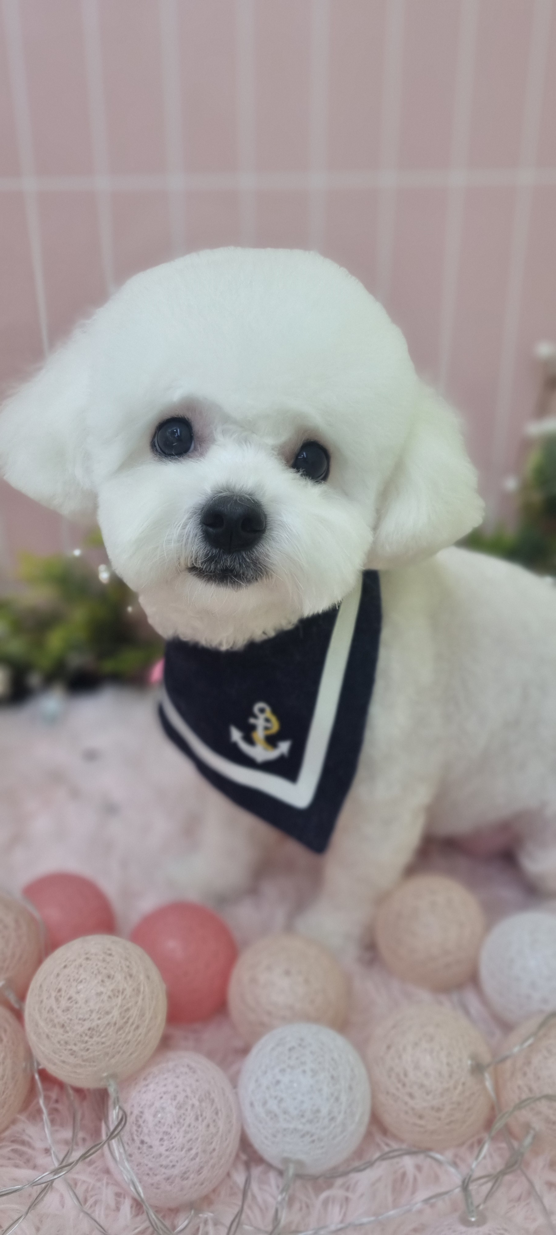 속초애견 더 이쁘개 대표 이미지