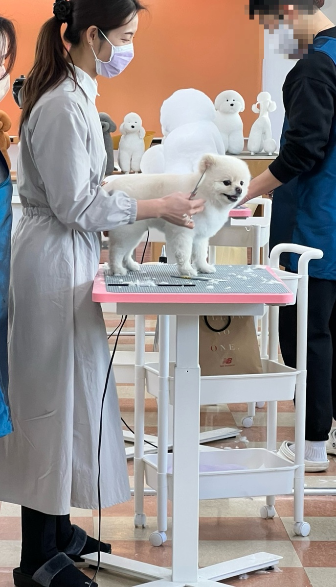 정애견미용학원 김해점 대표 이미지
