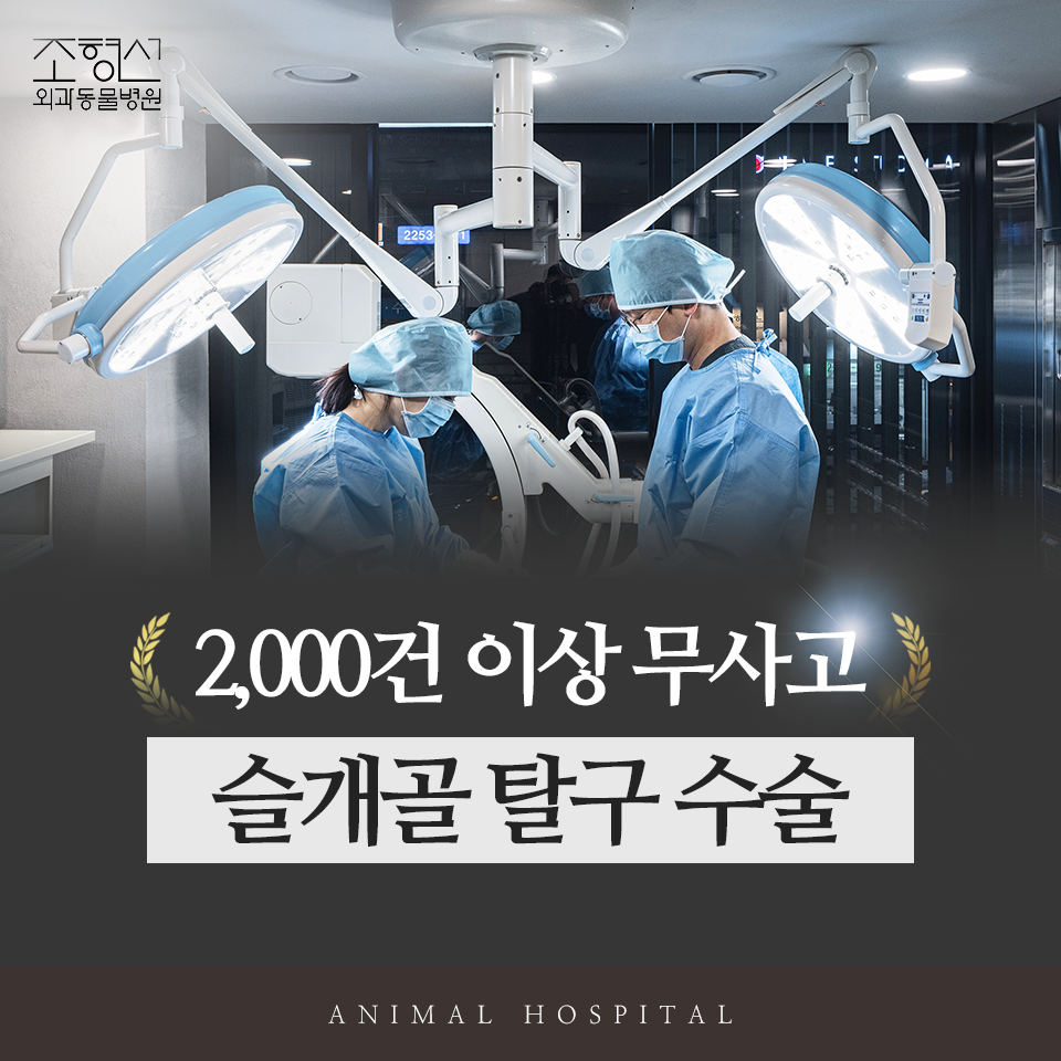 조형선외과동물병원 대표 이미지