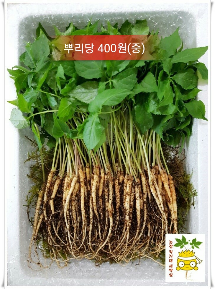 베데스다코리아