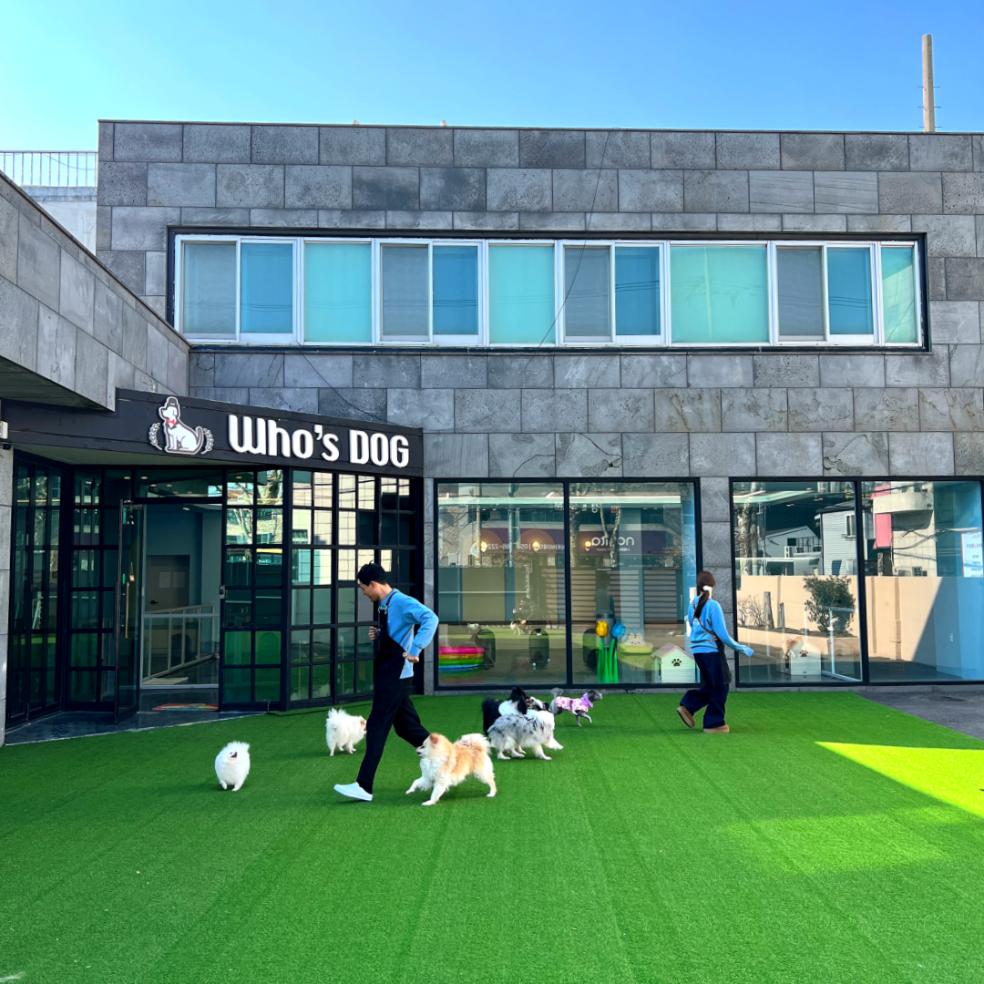 후스독 애견유치원 대표 이미지