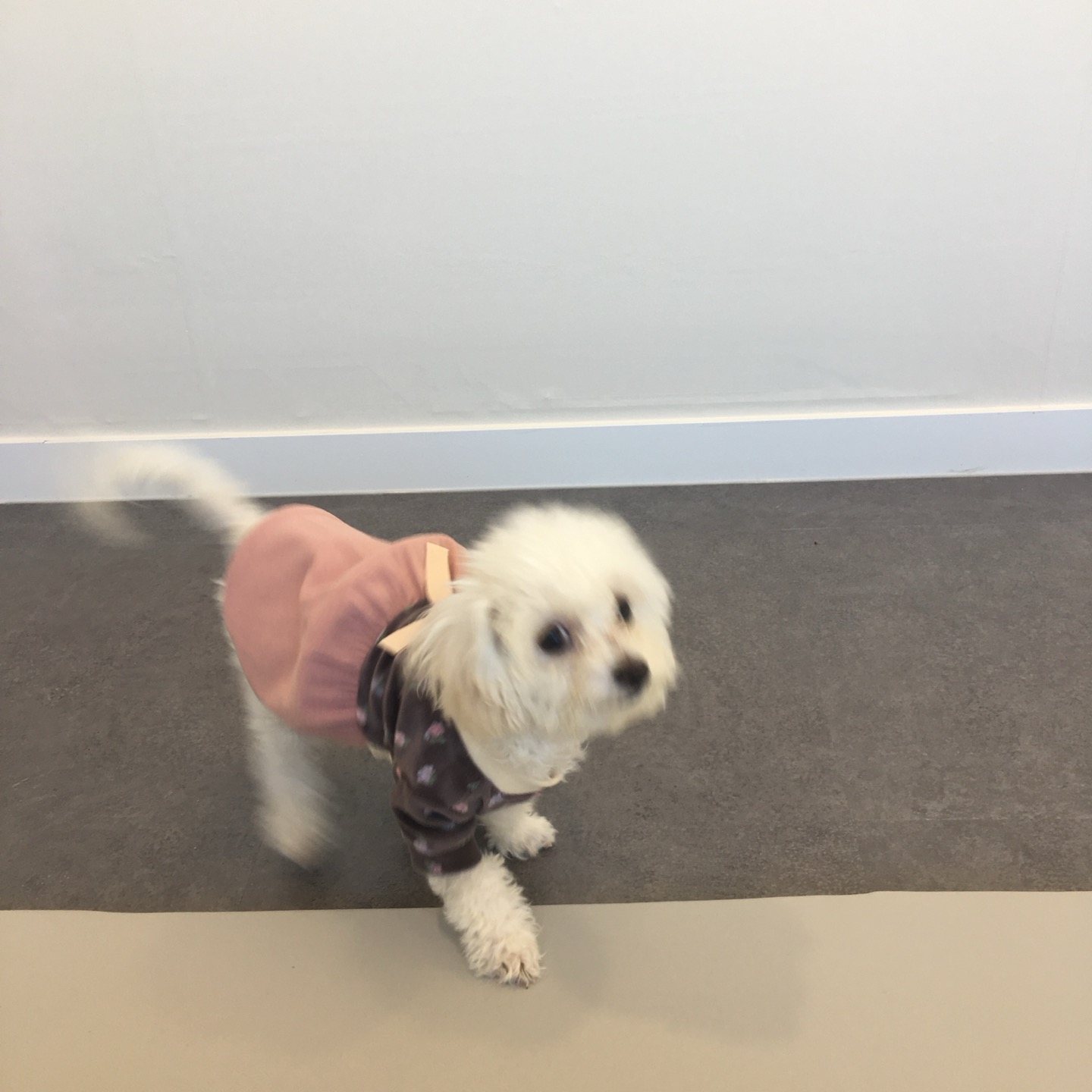 늘봄반려견유치원 대표 이미지