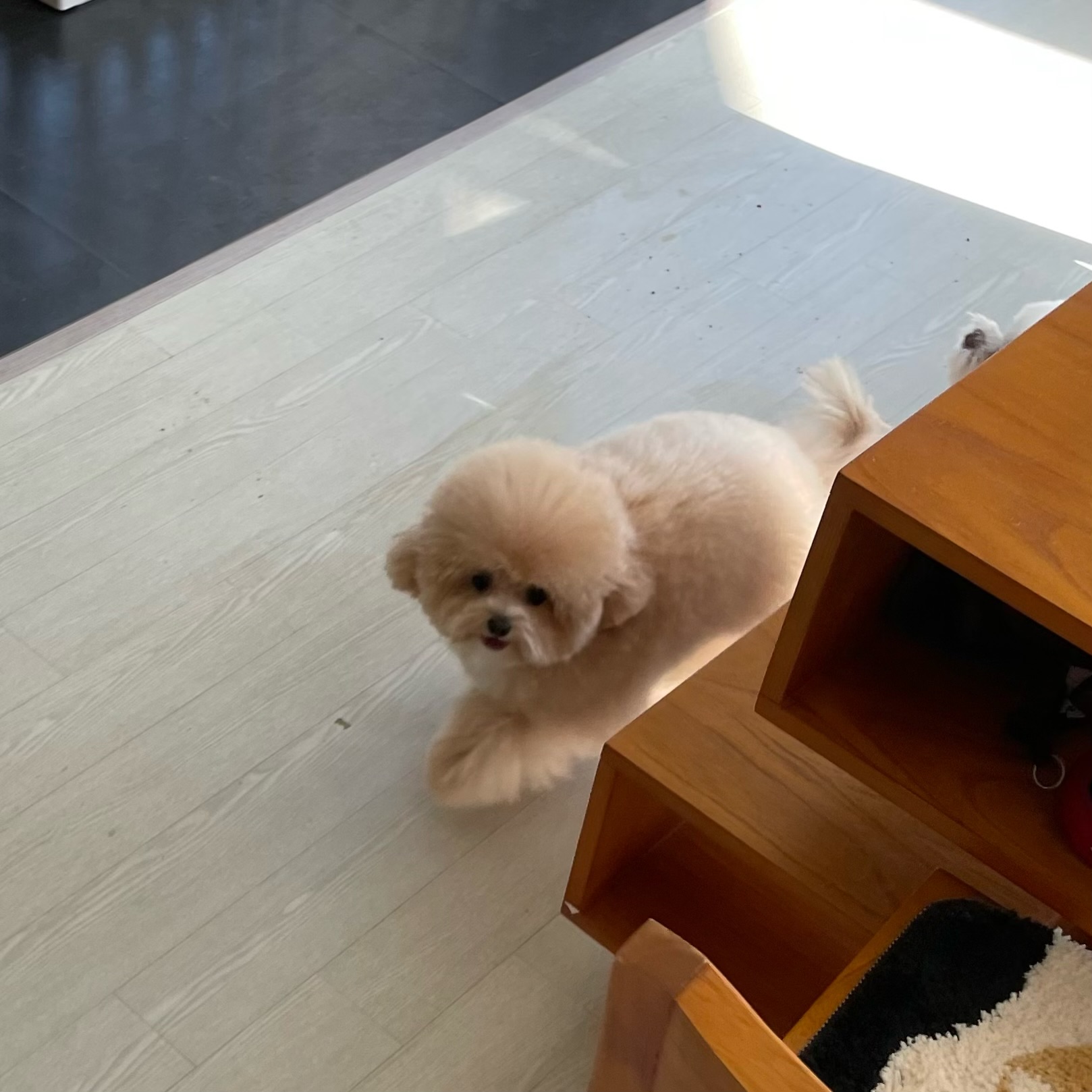 뽀솜뽀솜 대표 이미지