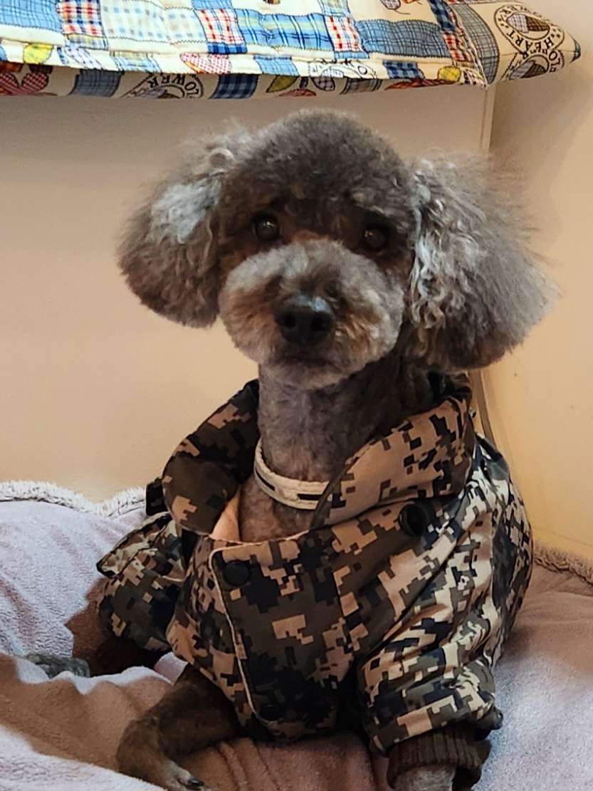 뉴독 대표 이미지