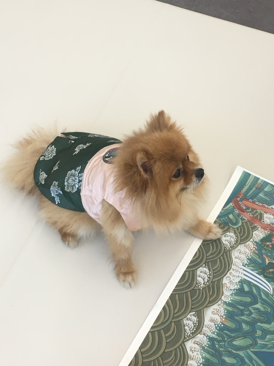 늘봄반려견유치원 대표 이미지