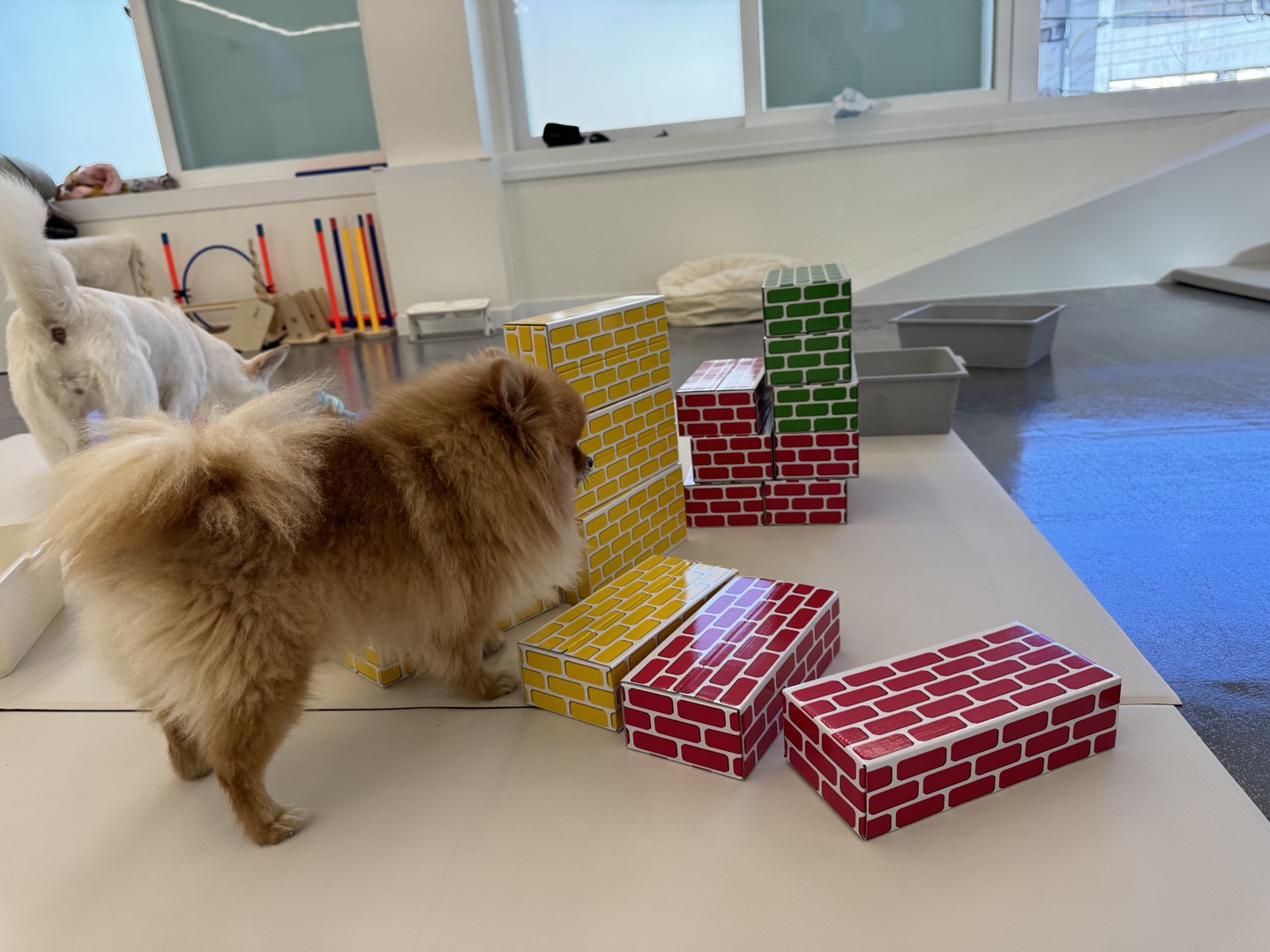 늘봄반려견유치원 대표 이미지