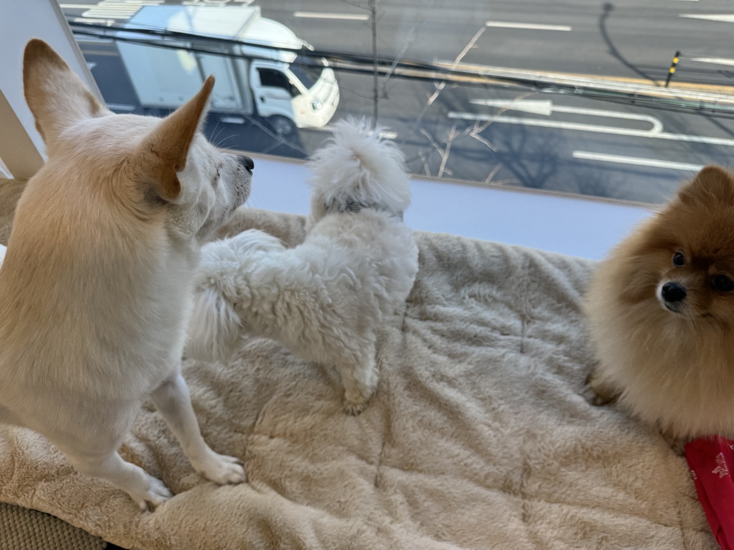 늘봄반려견유치원 대표 이미지