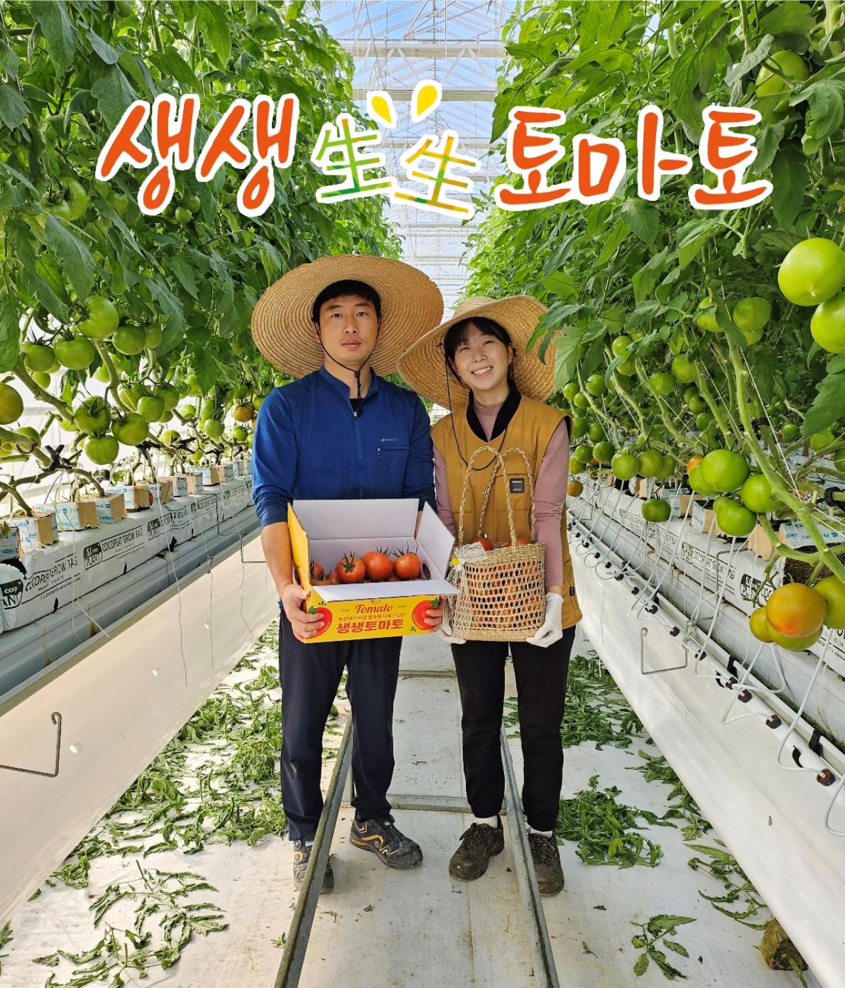 생생토마토